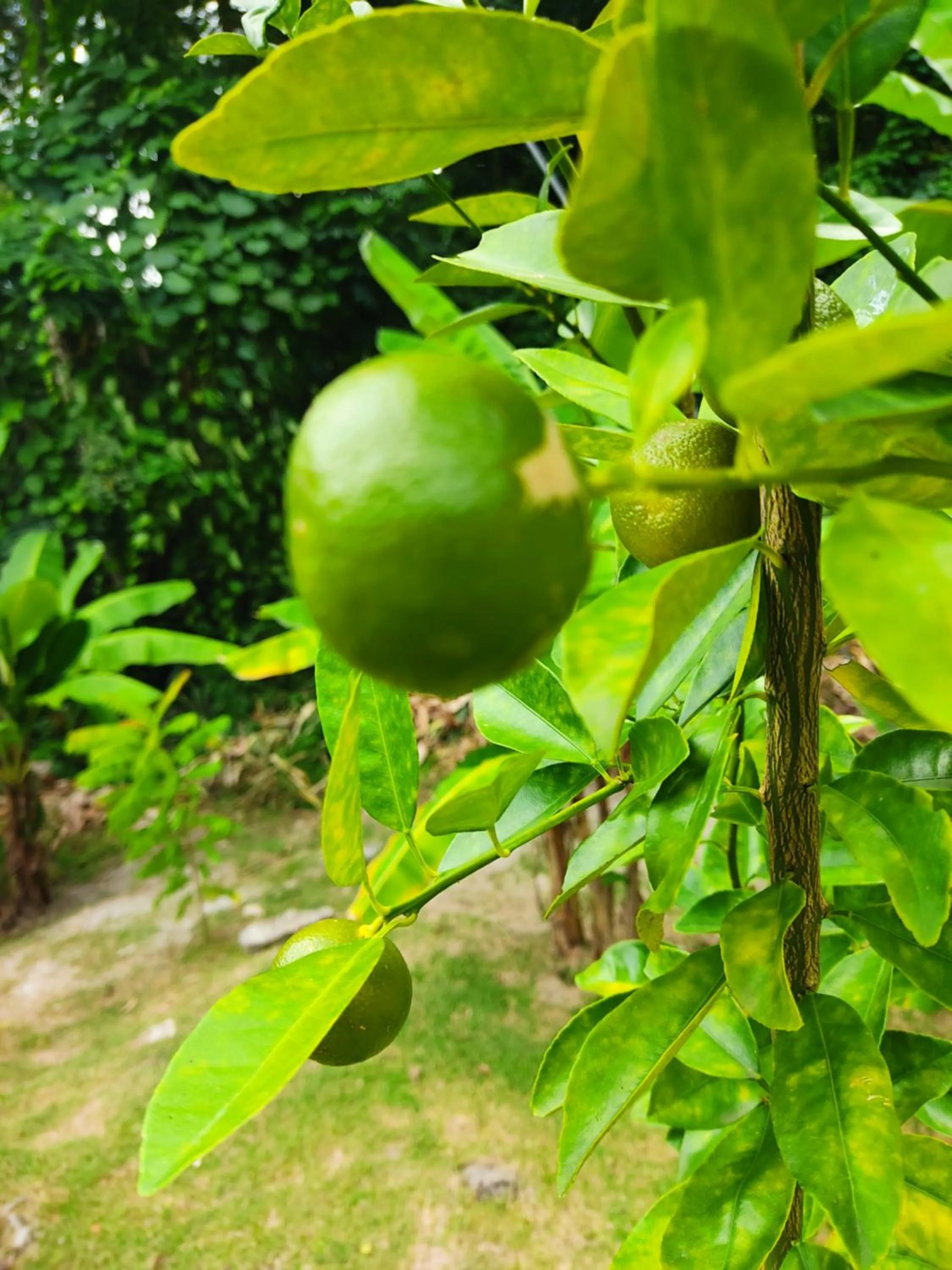 Garden in Kanasuk Self catering Apartments