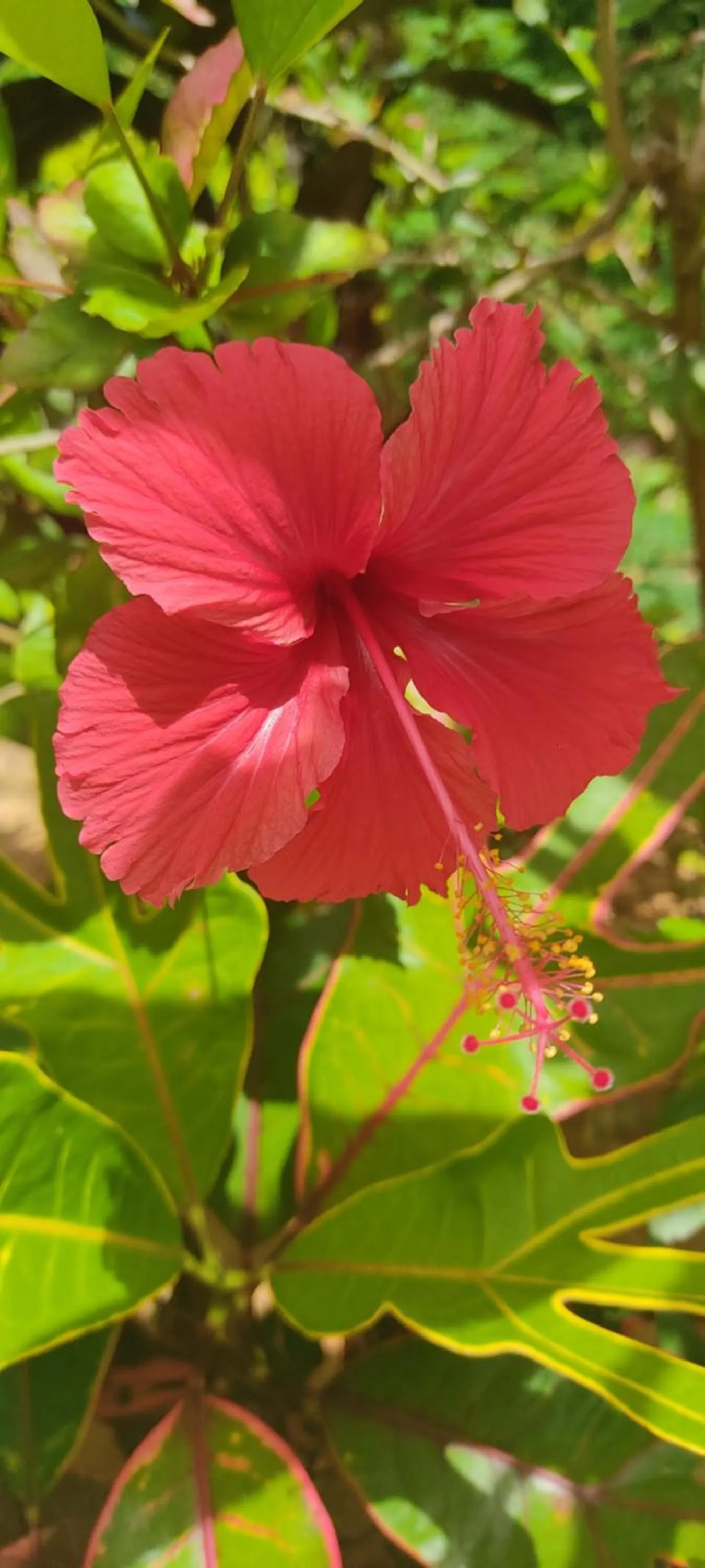 Garden in Kanasuk Self catering Apartments