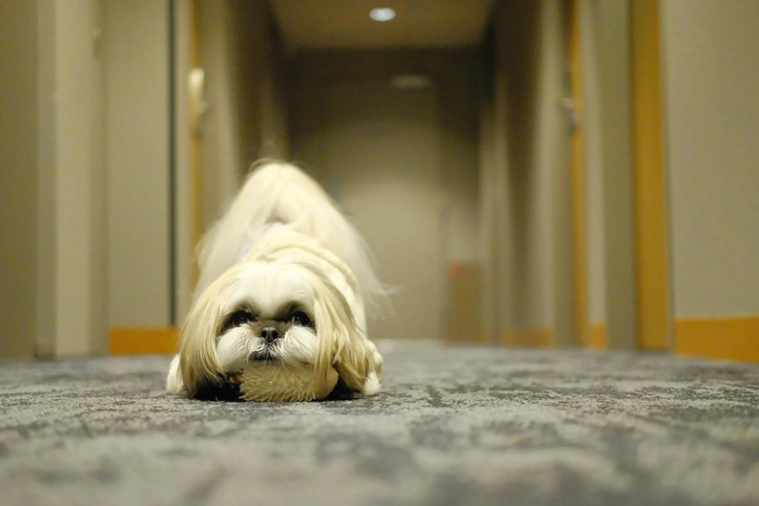 ICI HOTEL Asakusabashi