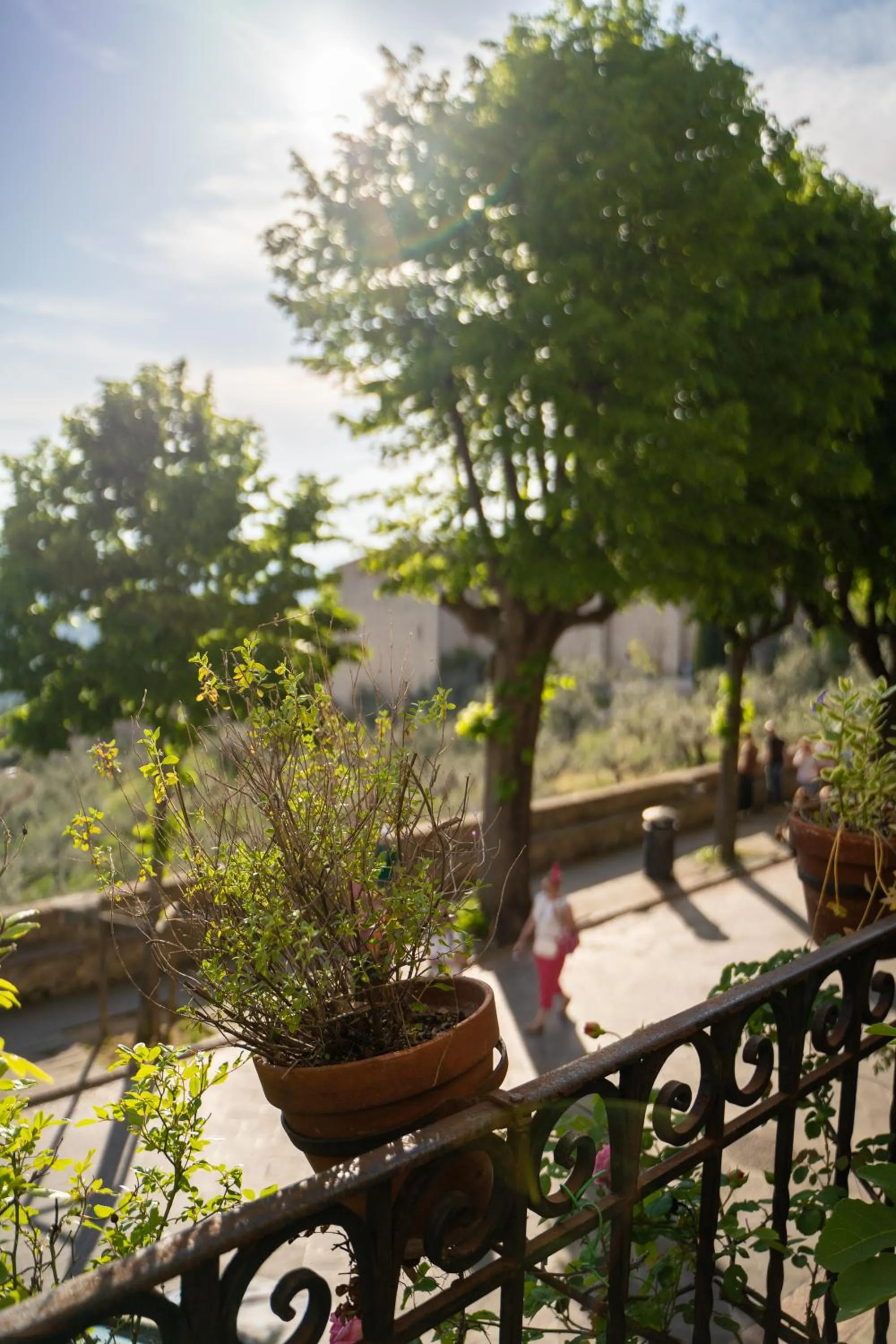 Balcony/Terrace in Hotel Belvedere