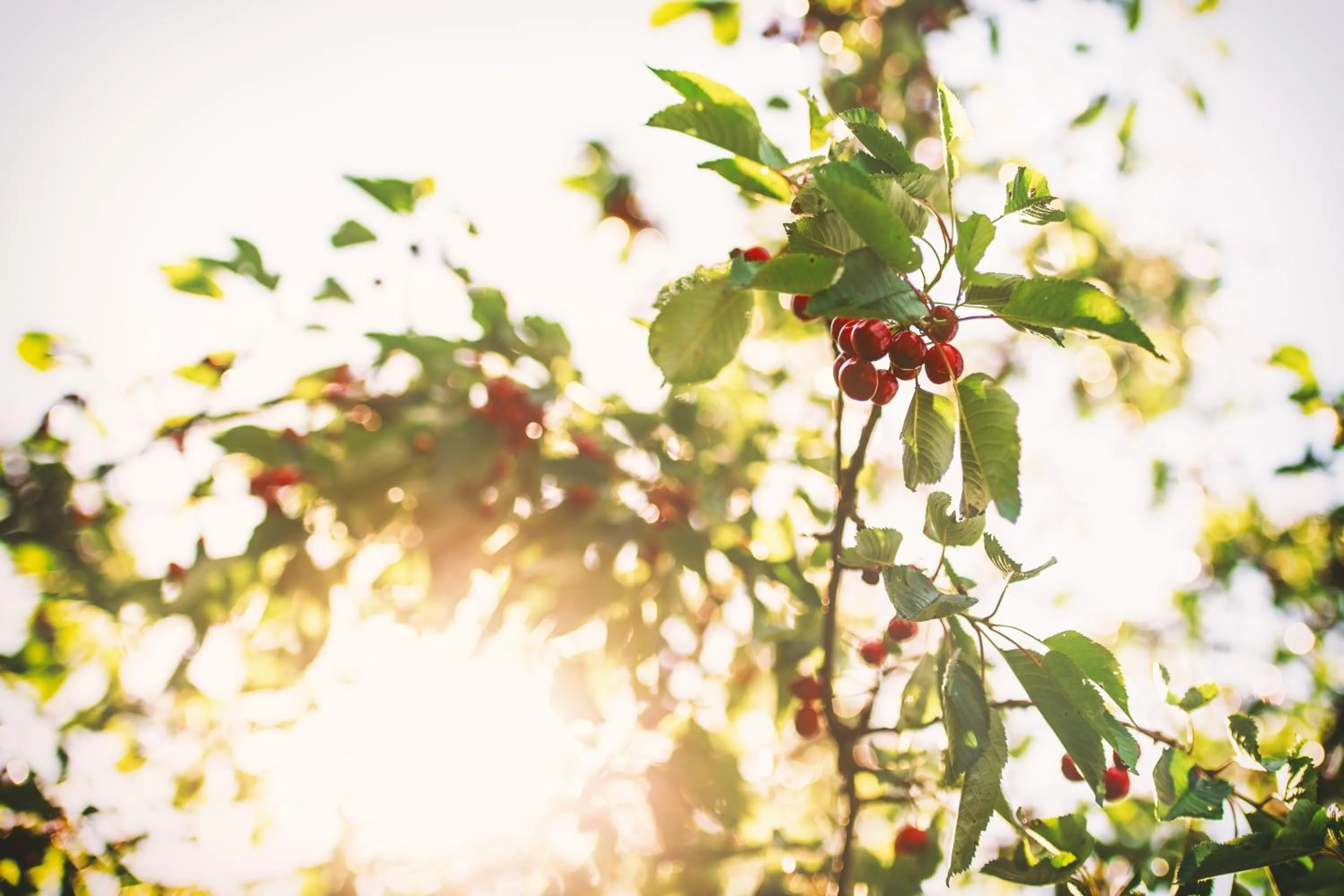 Natural landscape in Binter Apartments