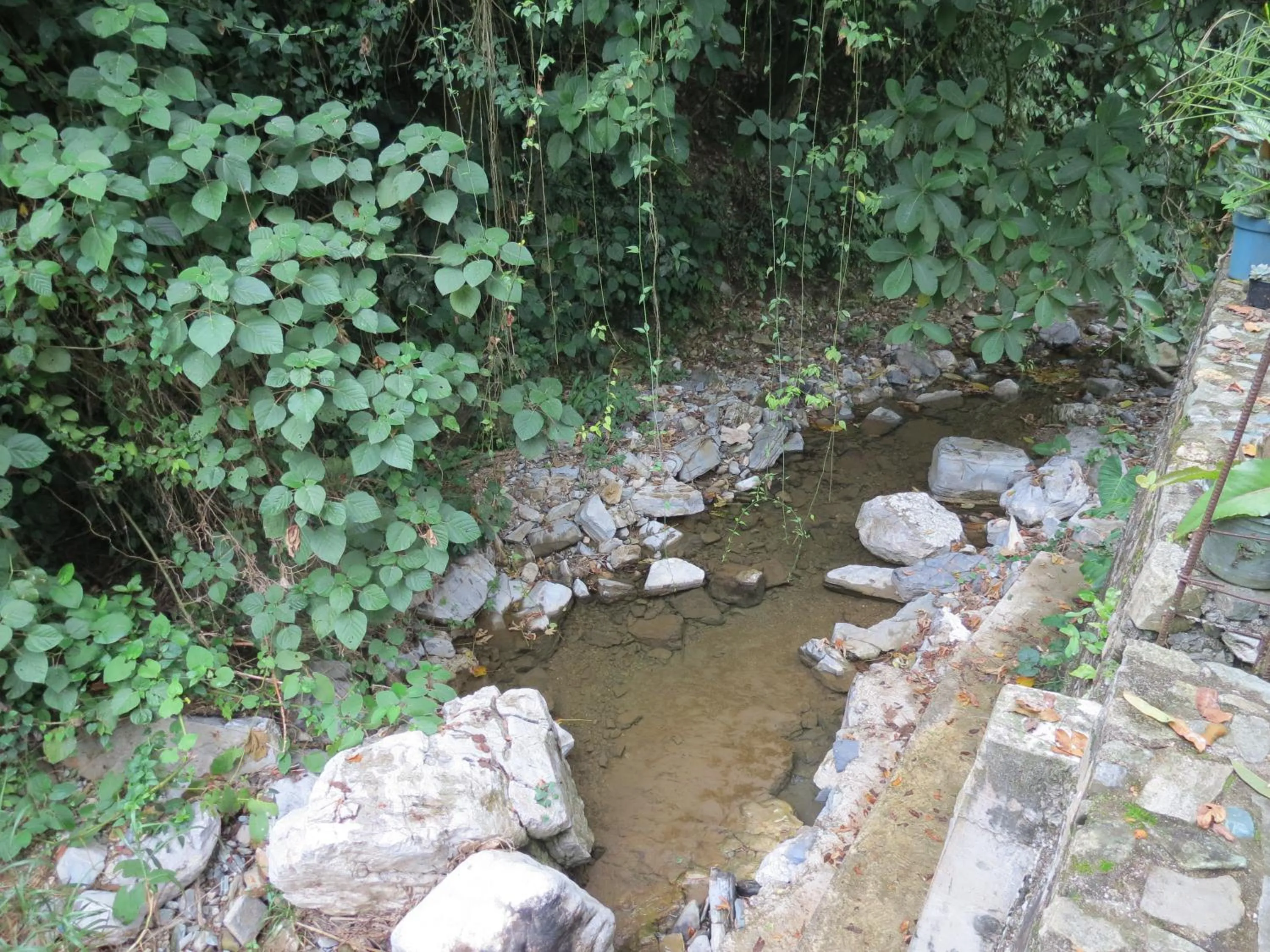 Natural landscape in Casa Verde Xilitla By Rotamundos