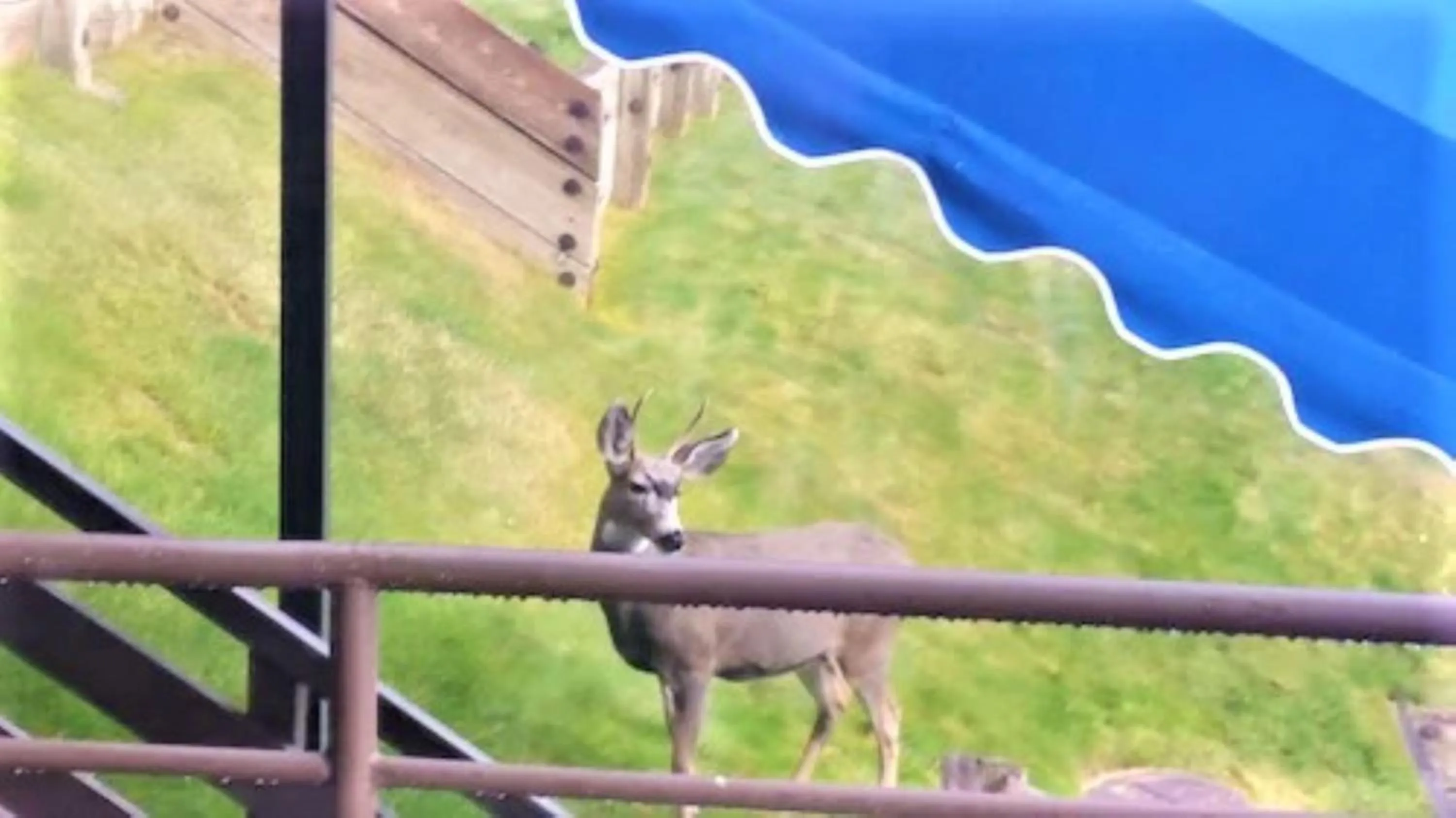 View (from property/room), Other Animals in Tahoe Summit Village