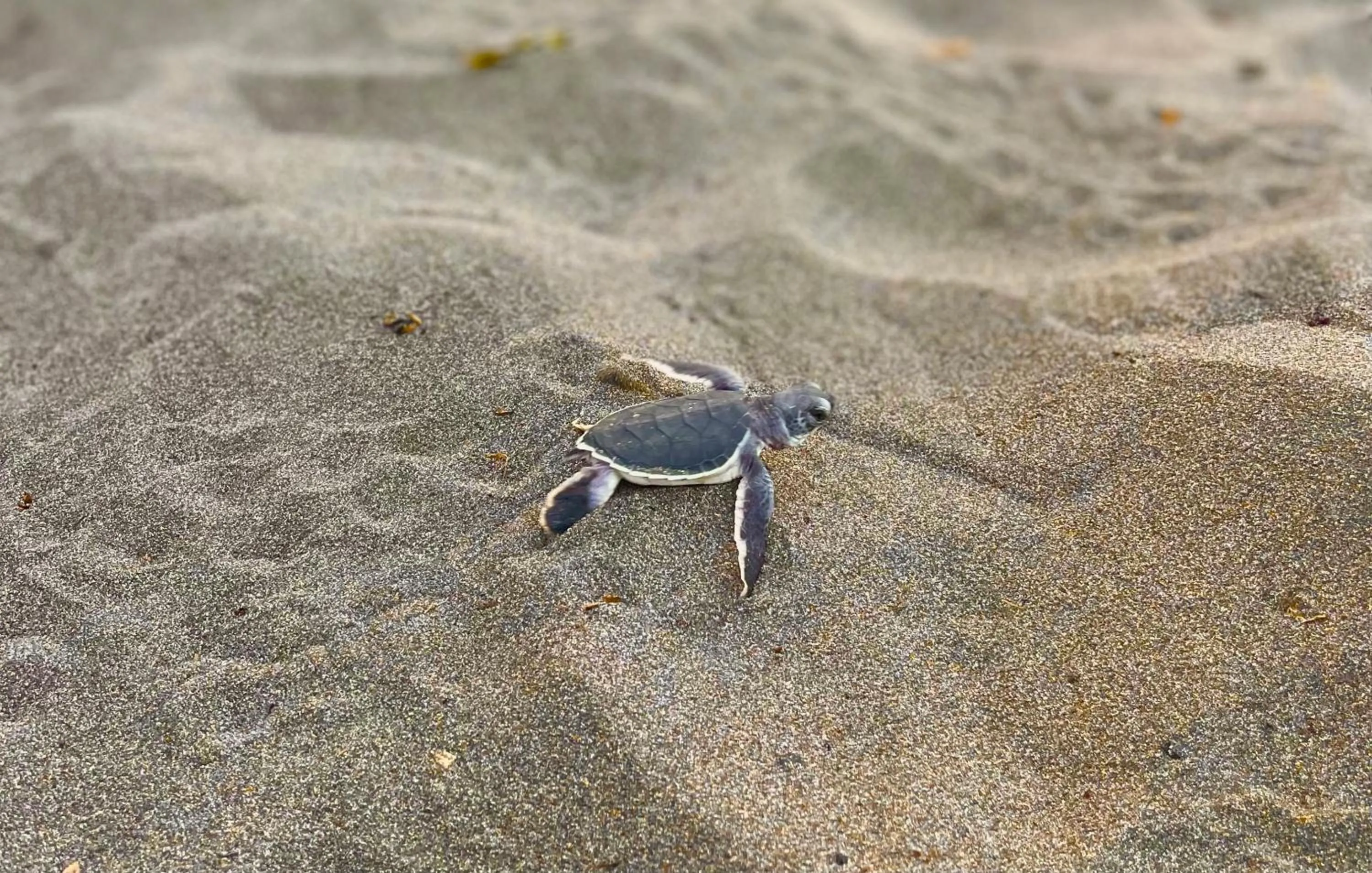 Animals in Hotel El Icaco Tortuguero