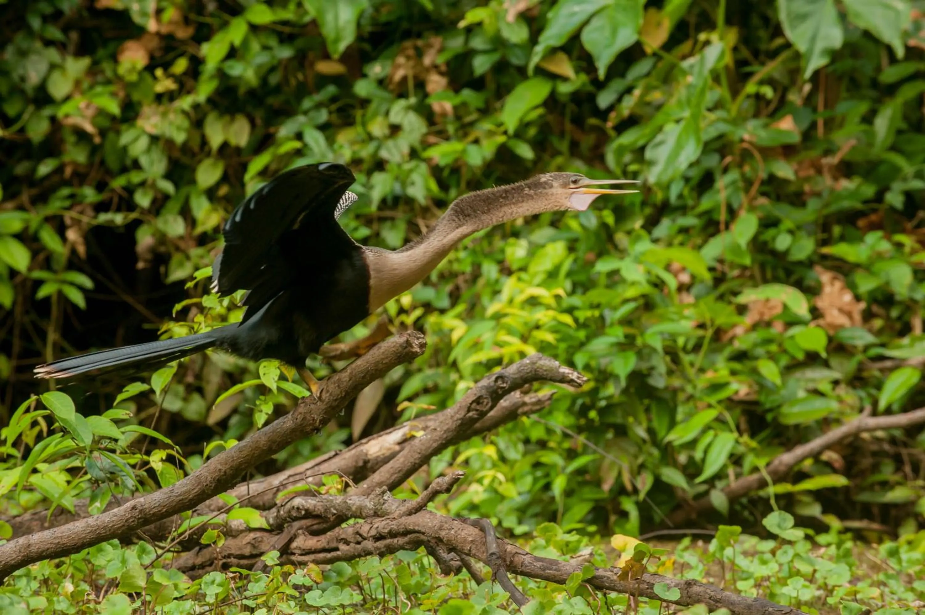 Animals in Hotel El Icaco Tortuguero
