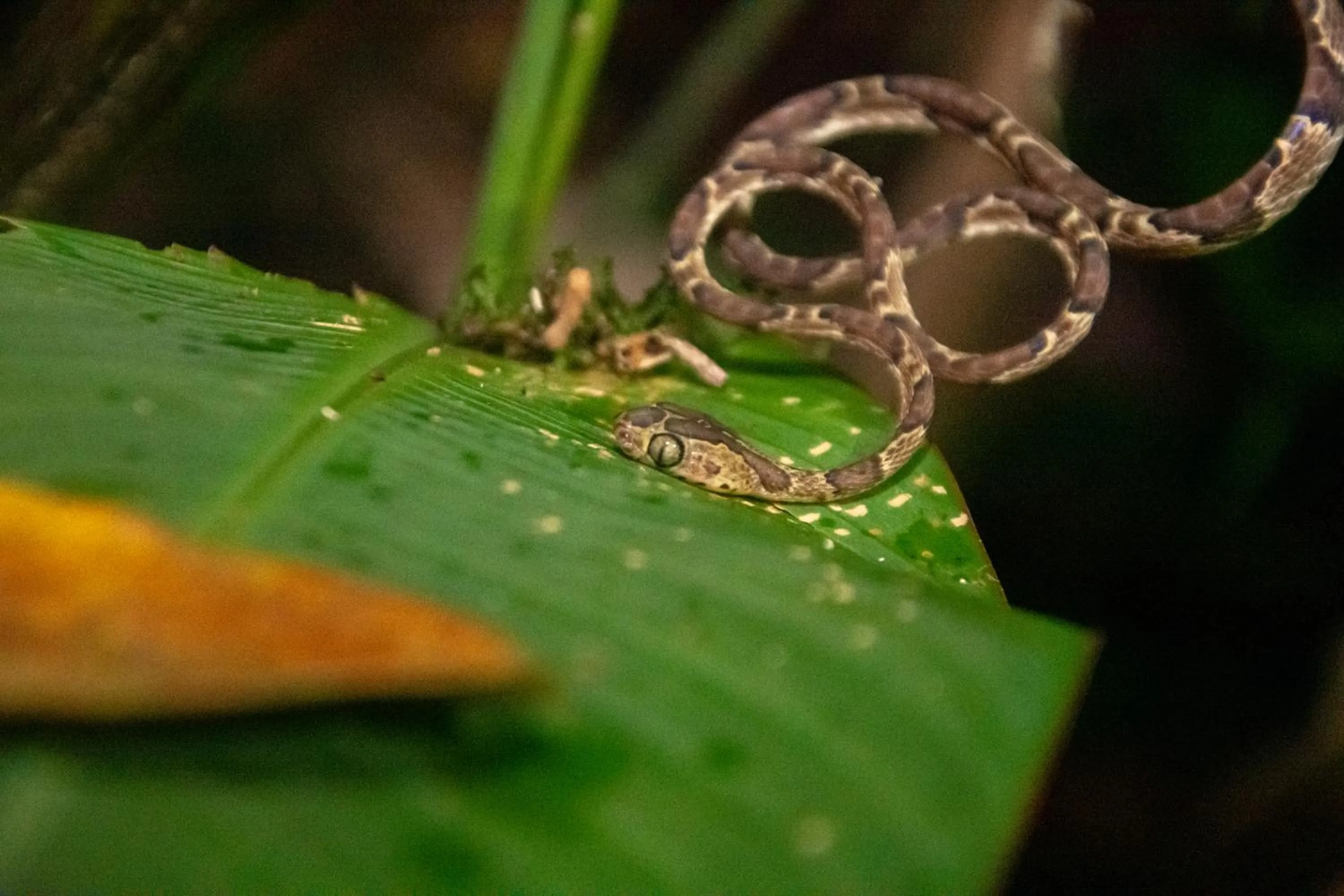 Night in Hotel El Icaco Tortuguero