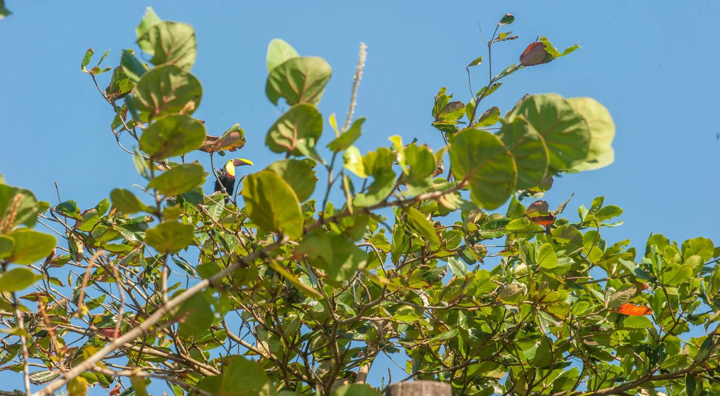 Natural landscape in Hotel El Icaco Tortuguero