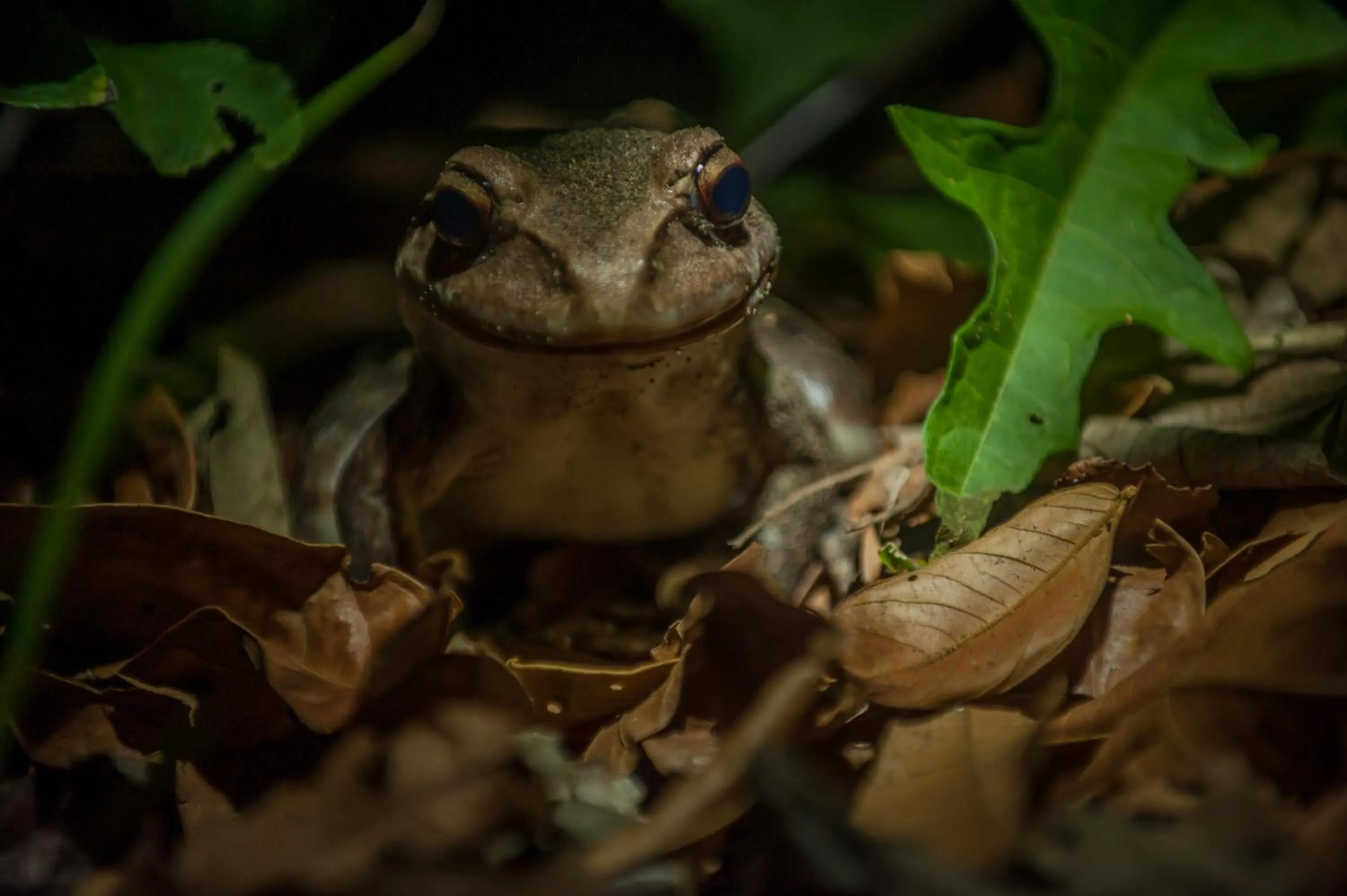 Animals in Hotel El Icaco Tortuguero
