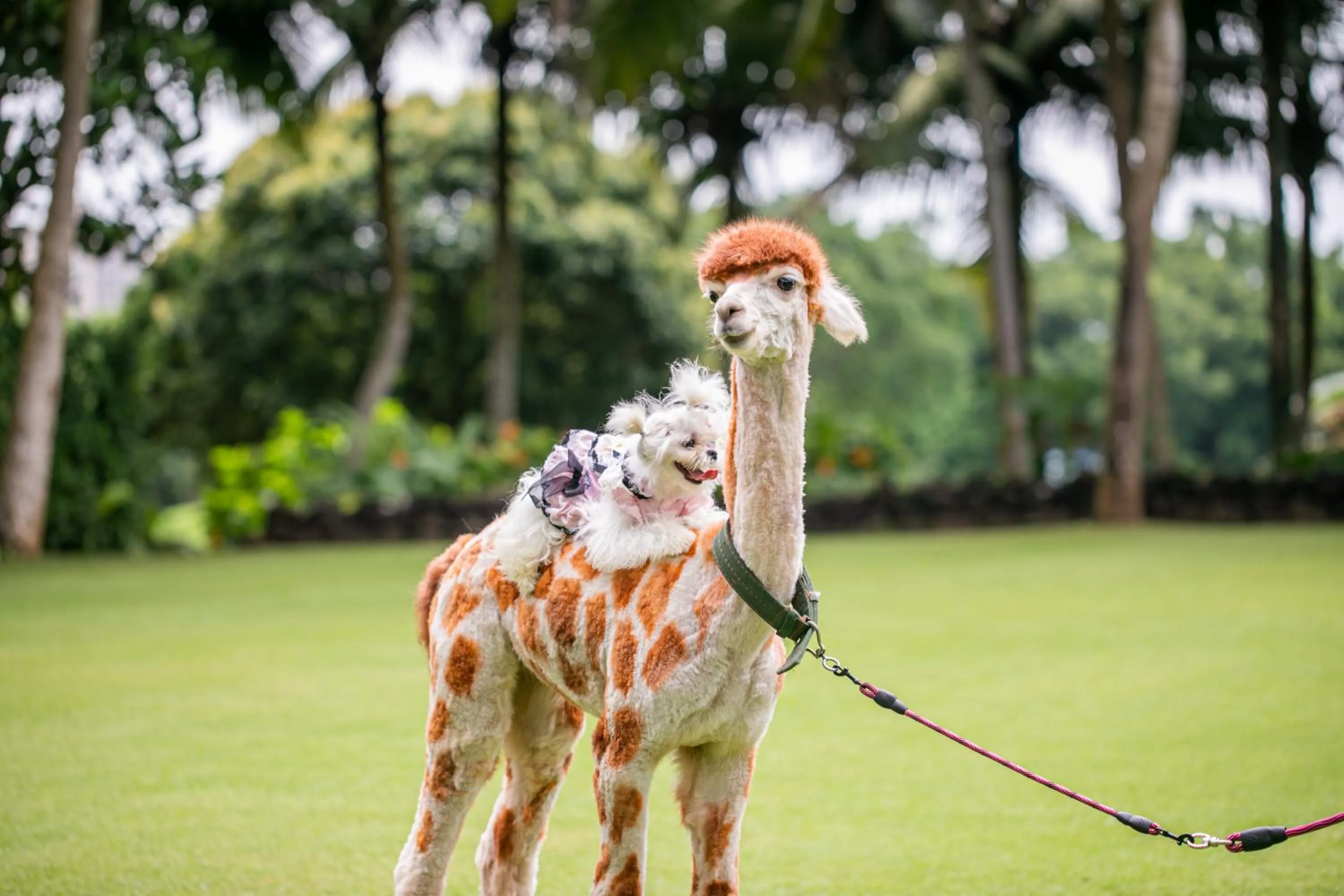 Animals in Mission Hills Resort Haikou