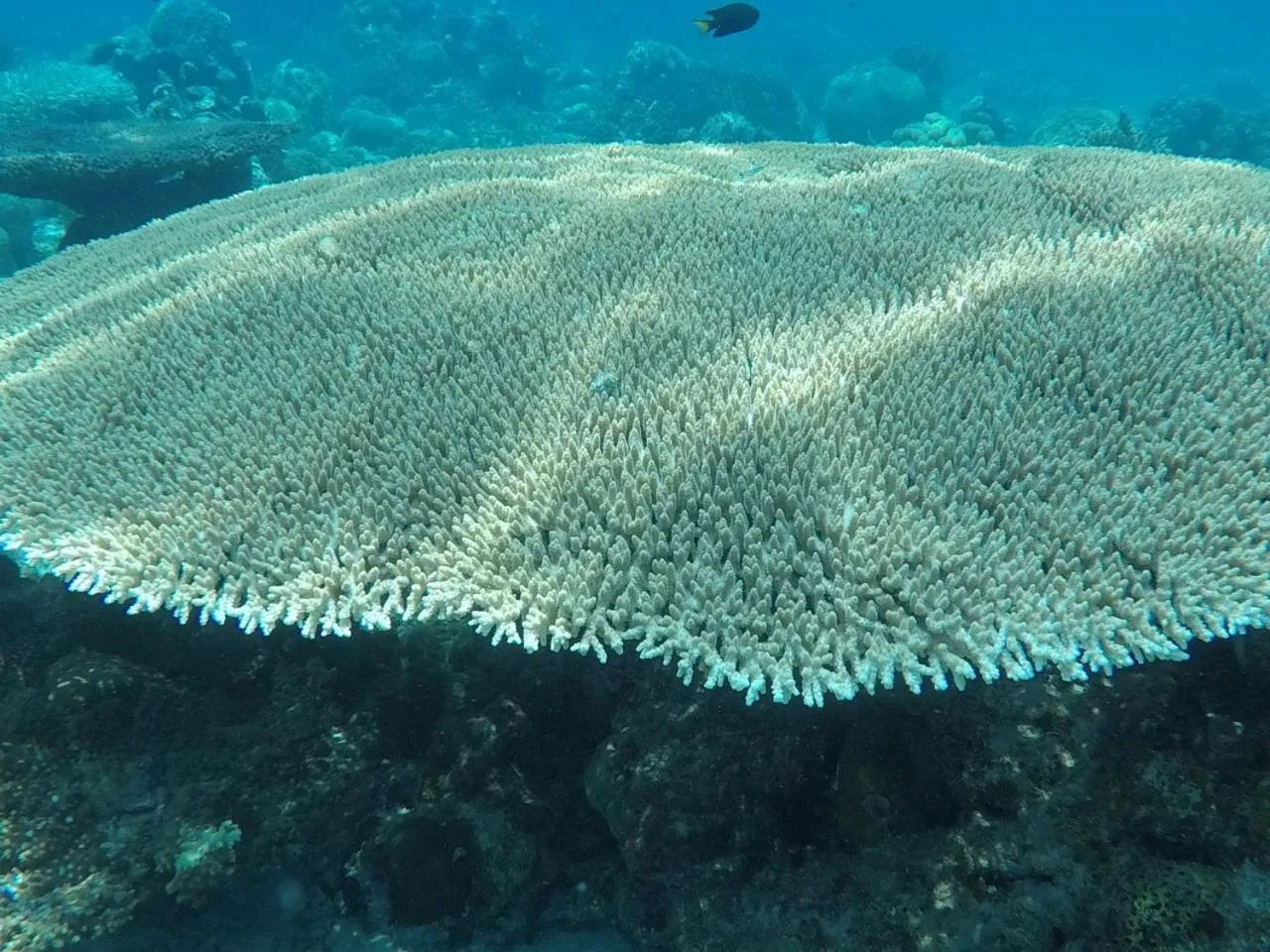 Snorkeling in Ten RooMs