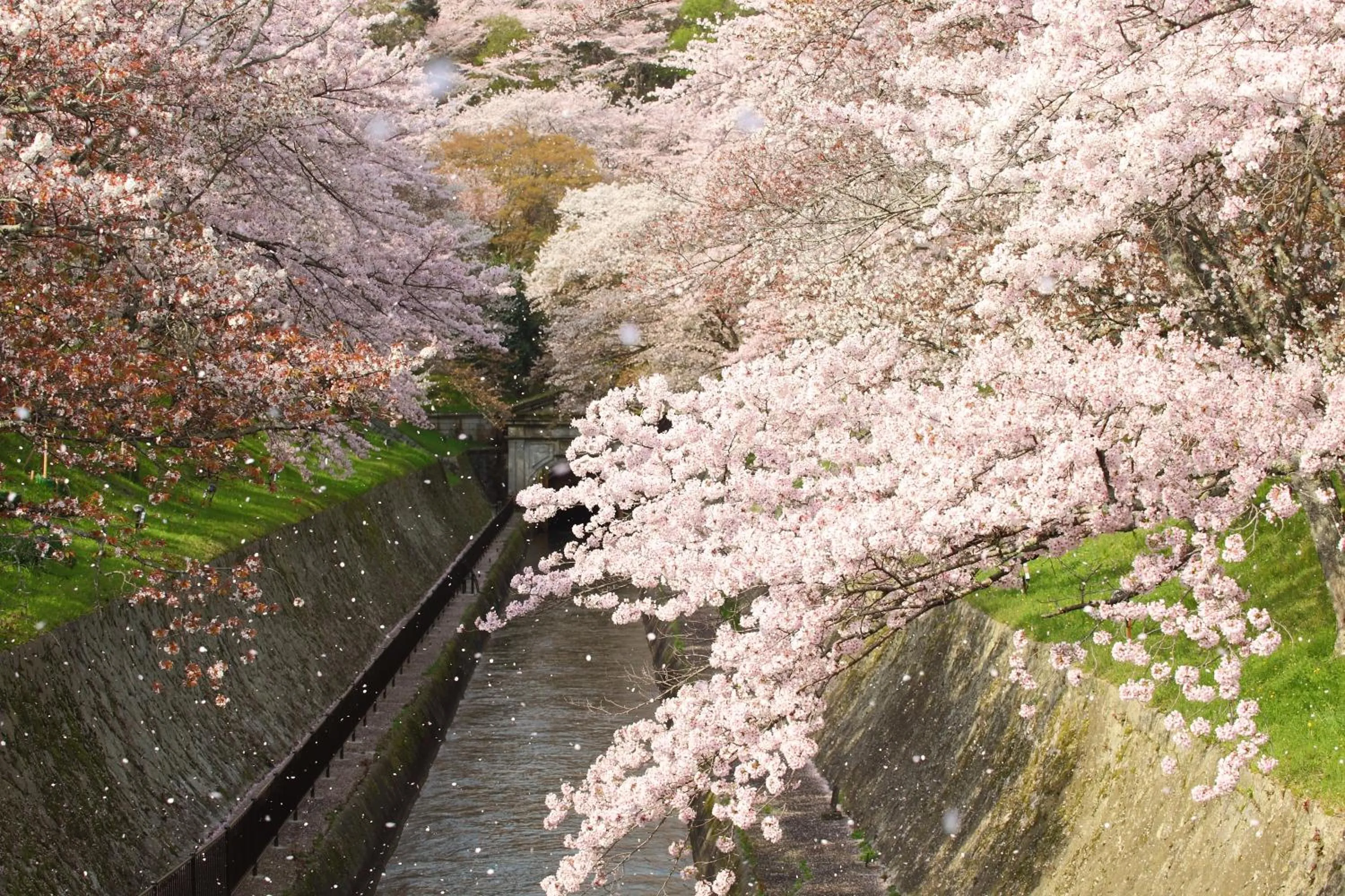 Spring in Temple-stay WAQOO Mii-dera