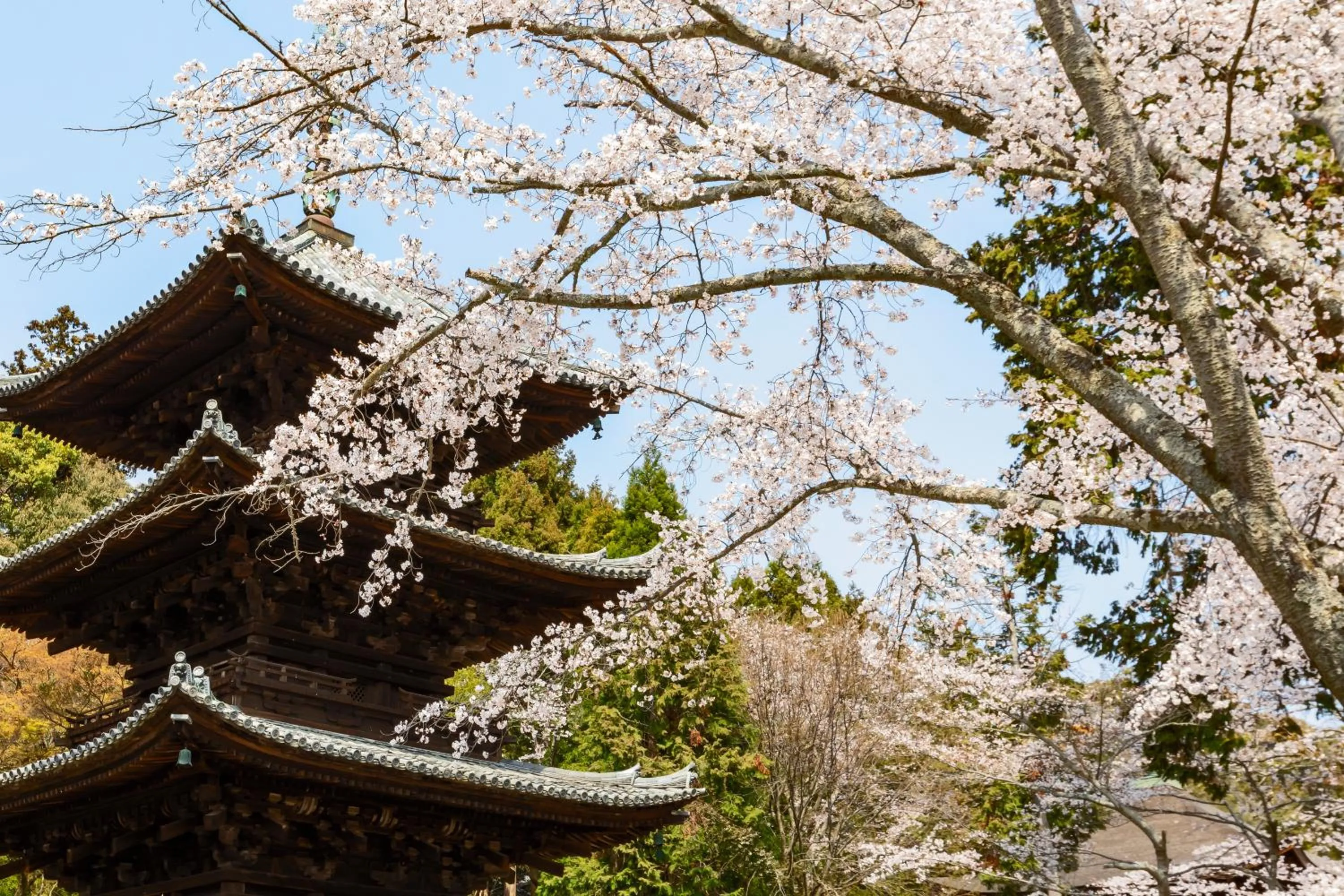 Spring in Temple-stay WAQOO Mii-dera