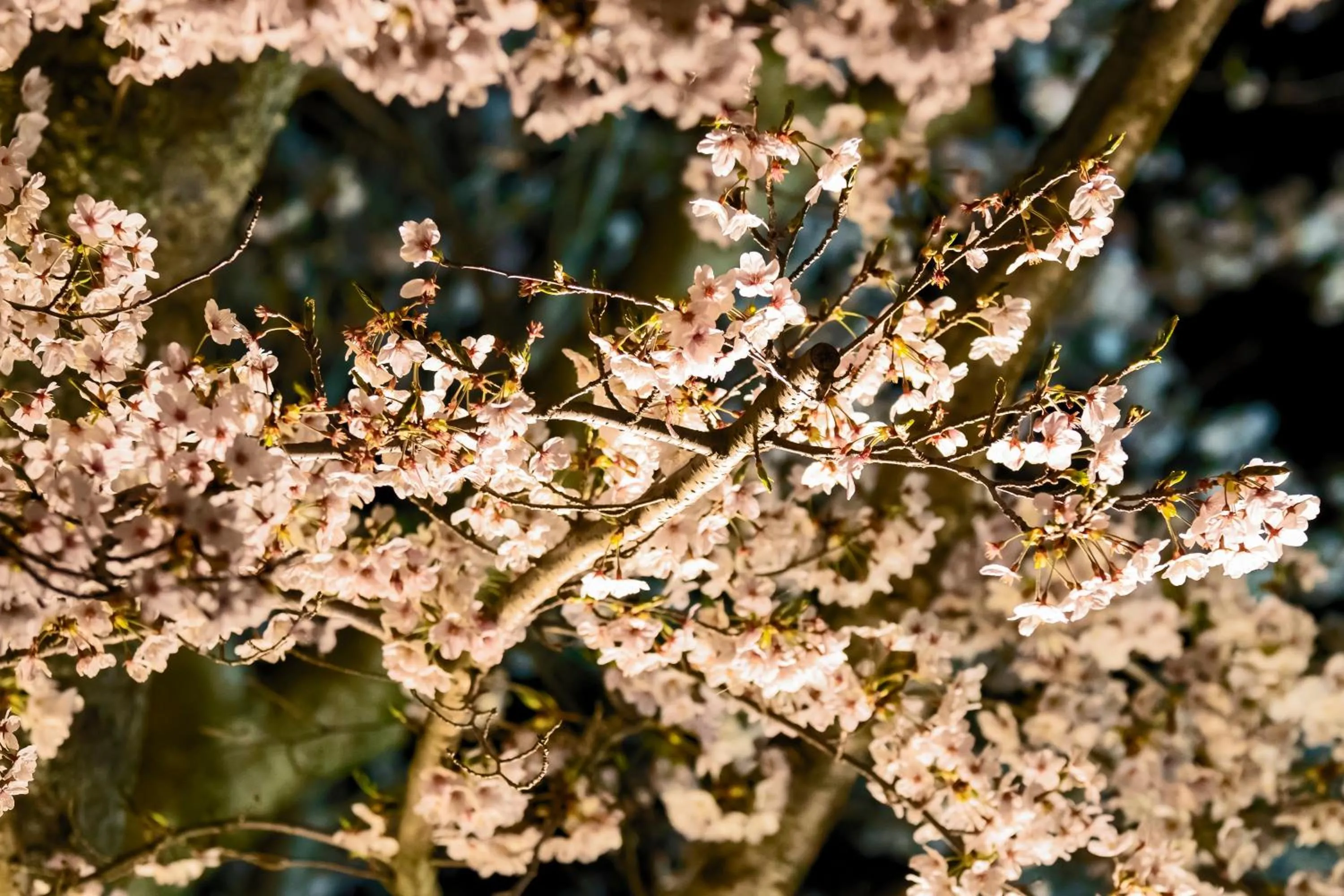Spring in Temple-stay WAQOO Mii-dera