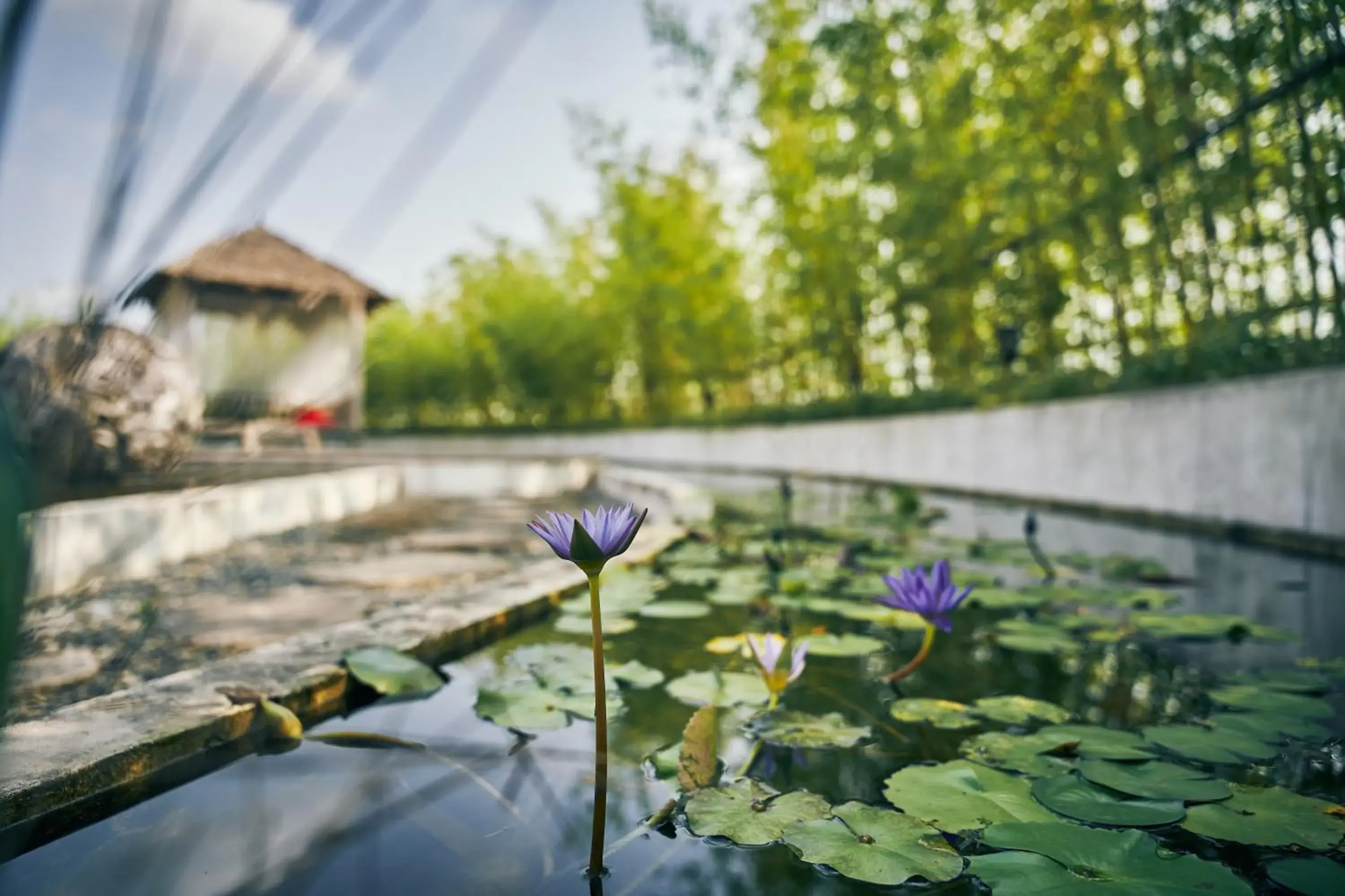 Garden view in Manli Hotel Shanghai Pudong Airport Branch -Provide free shuttle buses to Pudong Airport and Disneyland Garden view in Manli Hotel Shanghai Pudong Airport Branch -Provide free shuttle buses to Pudong Airport and Disneyland