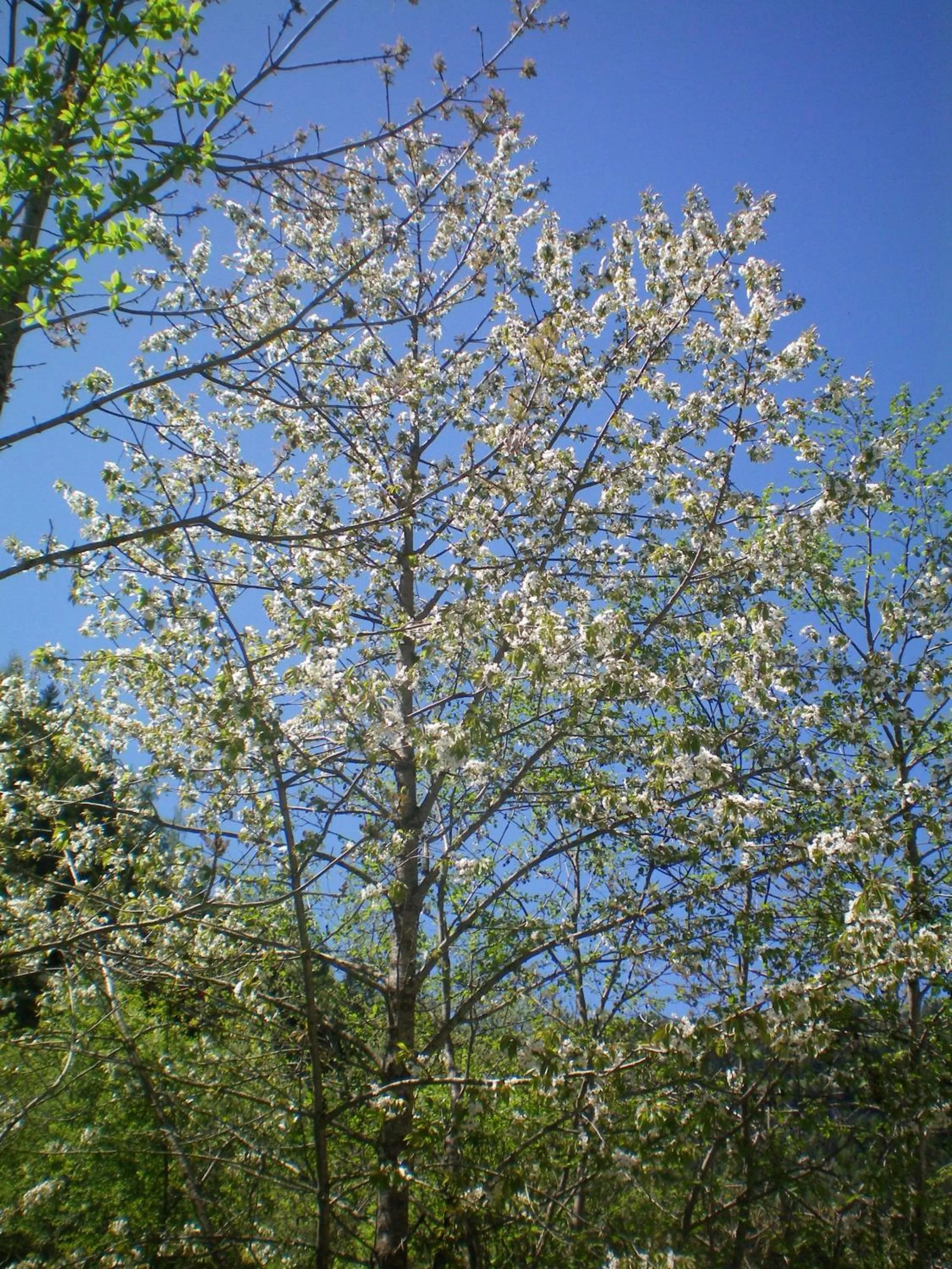 Spring in Villa Otto