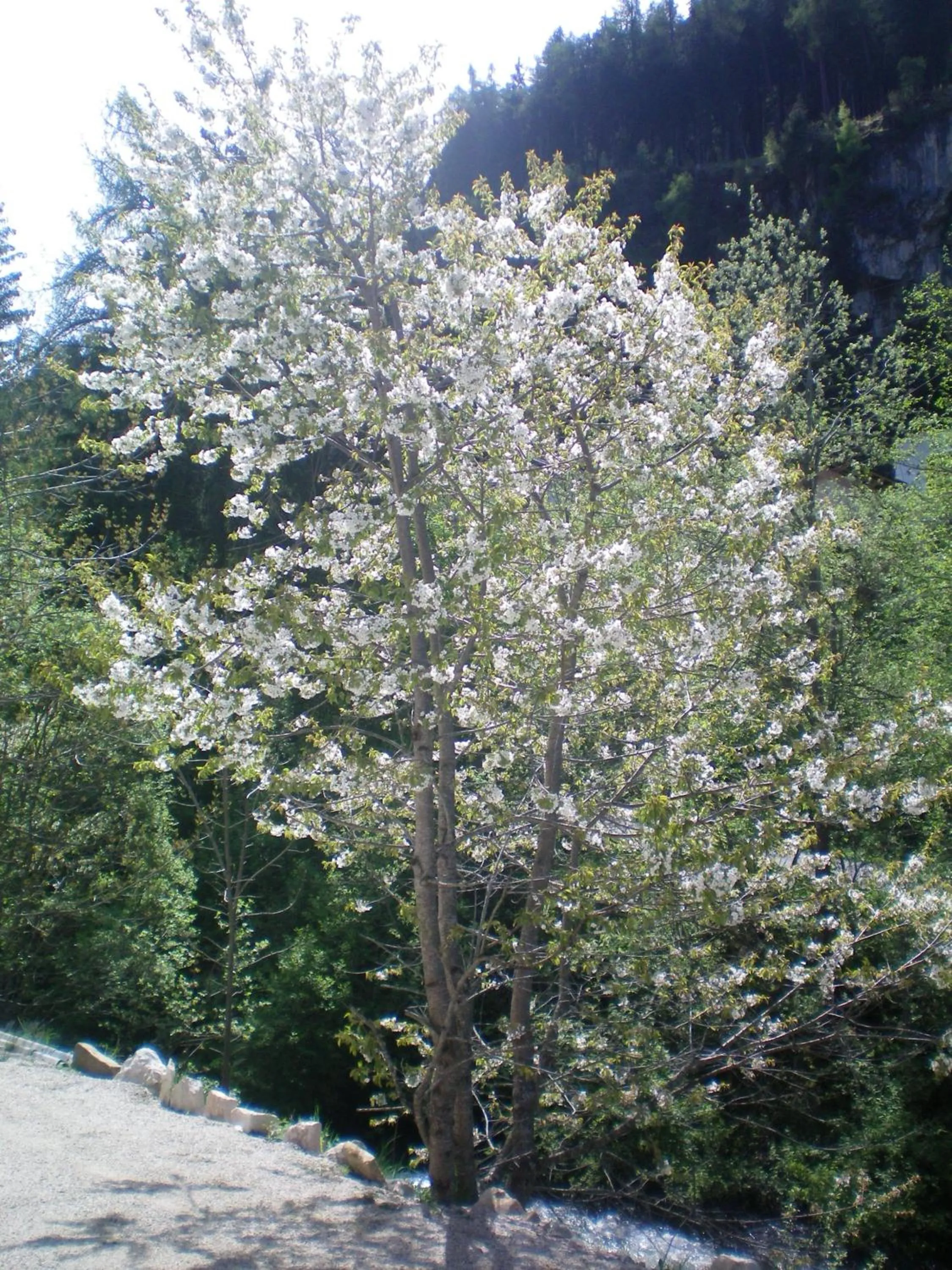 Spring in Villa Otto