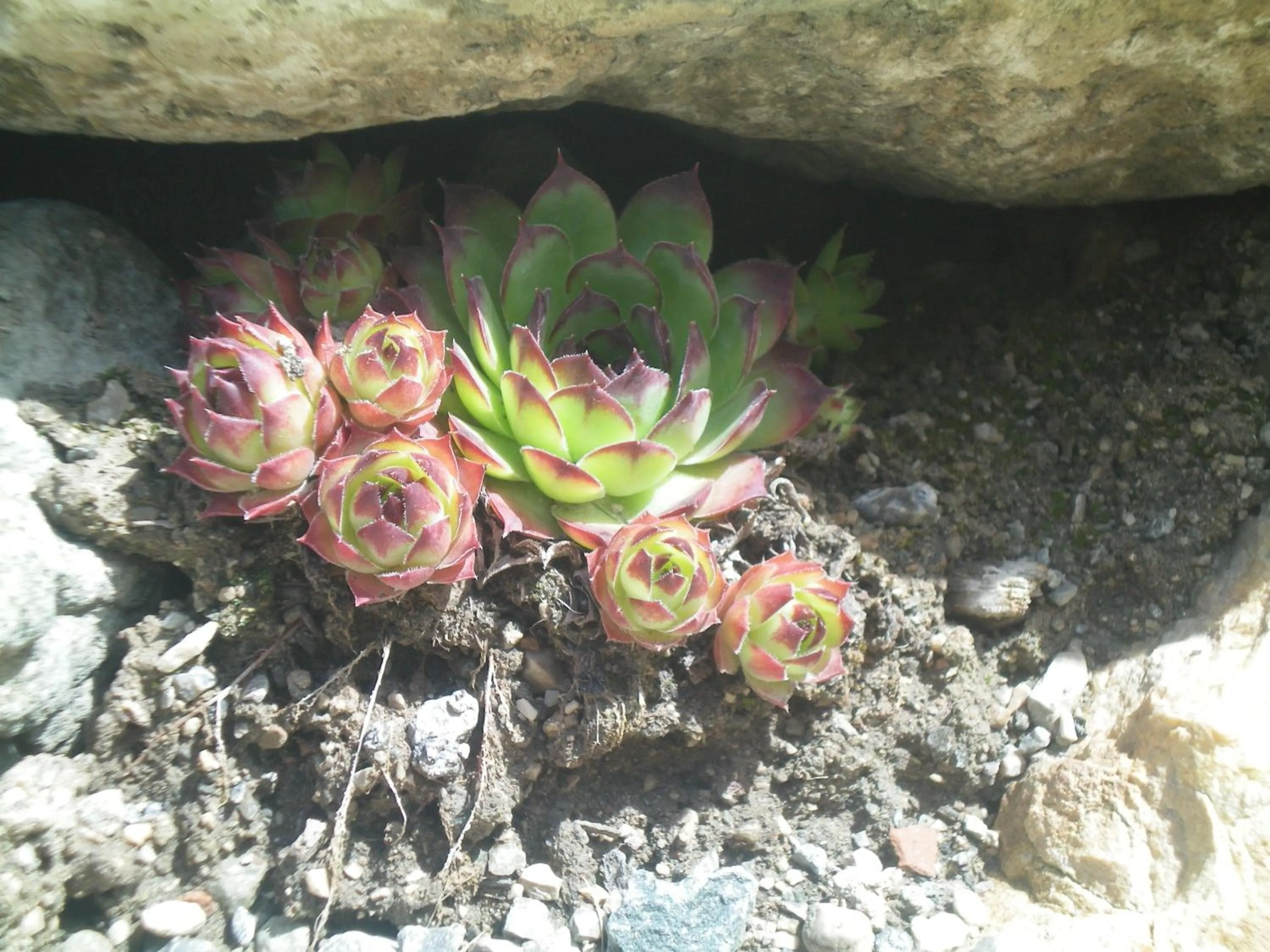Garden in Villa Otto