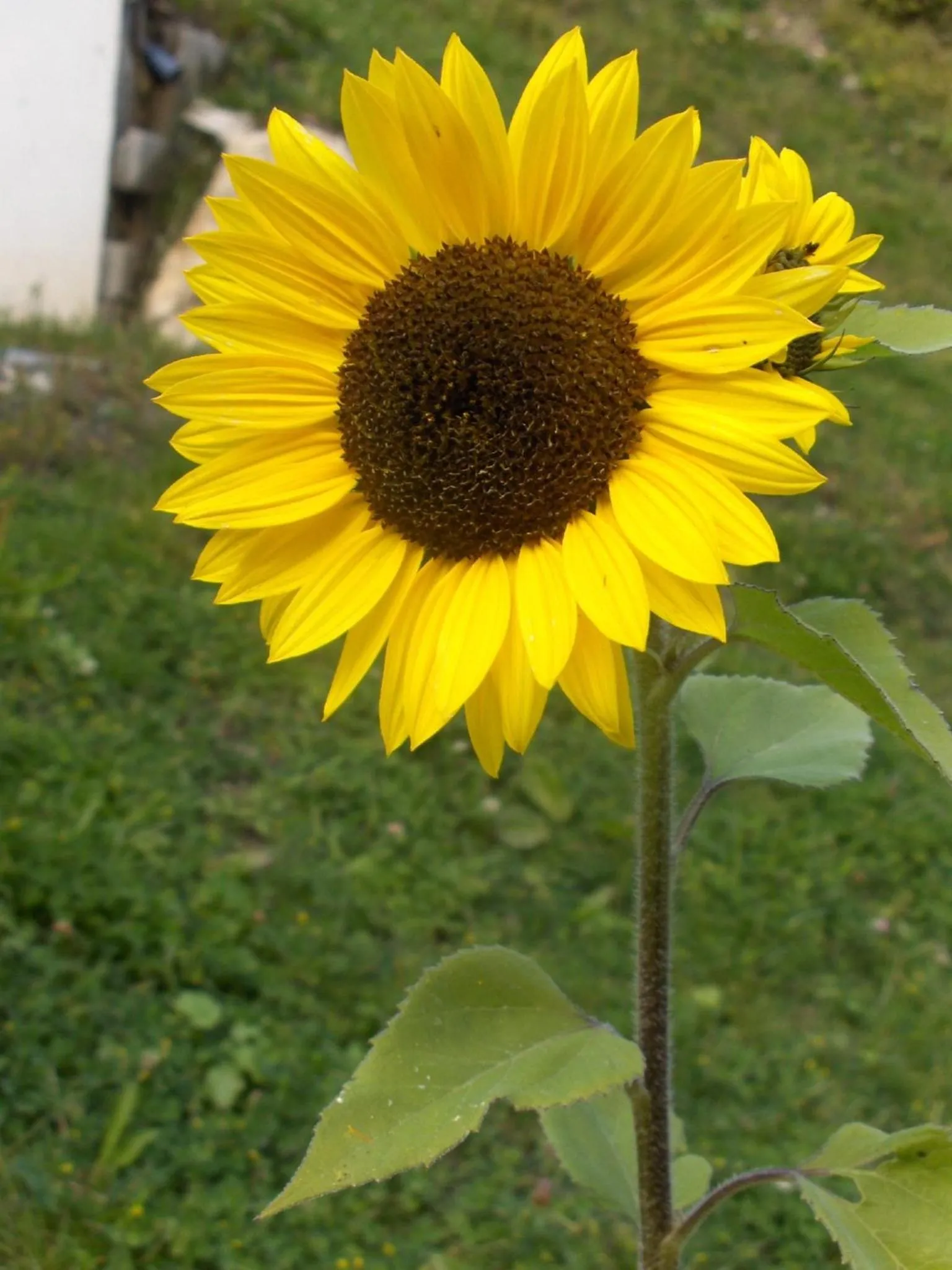 Summer in Villa Otto