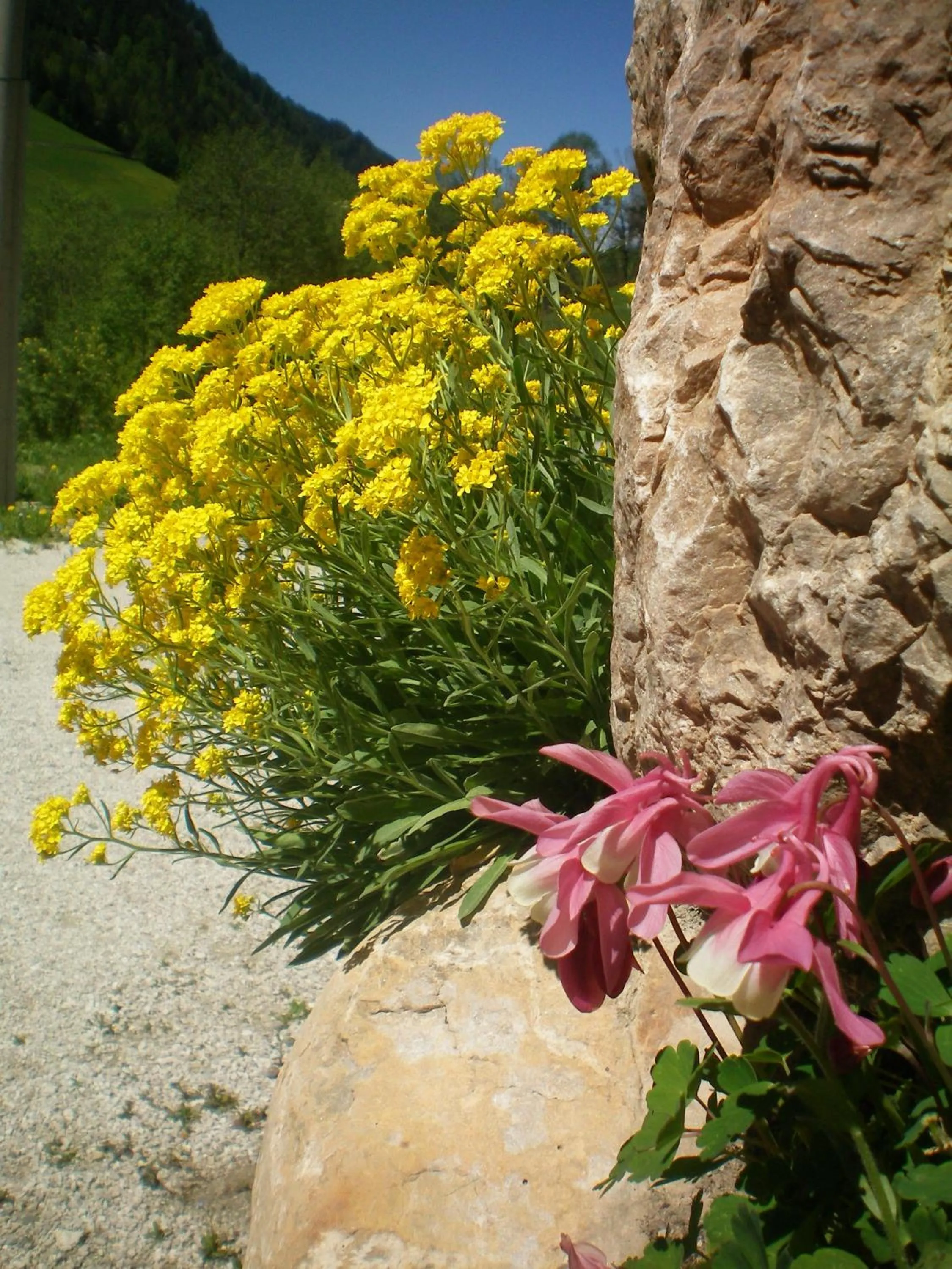 Garden in Villa Otto