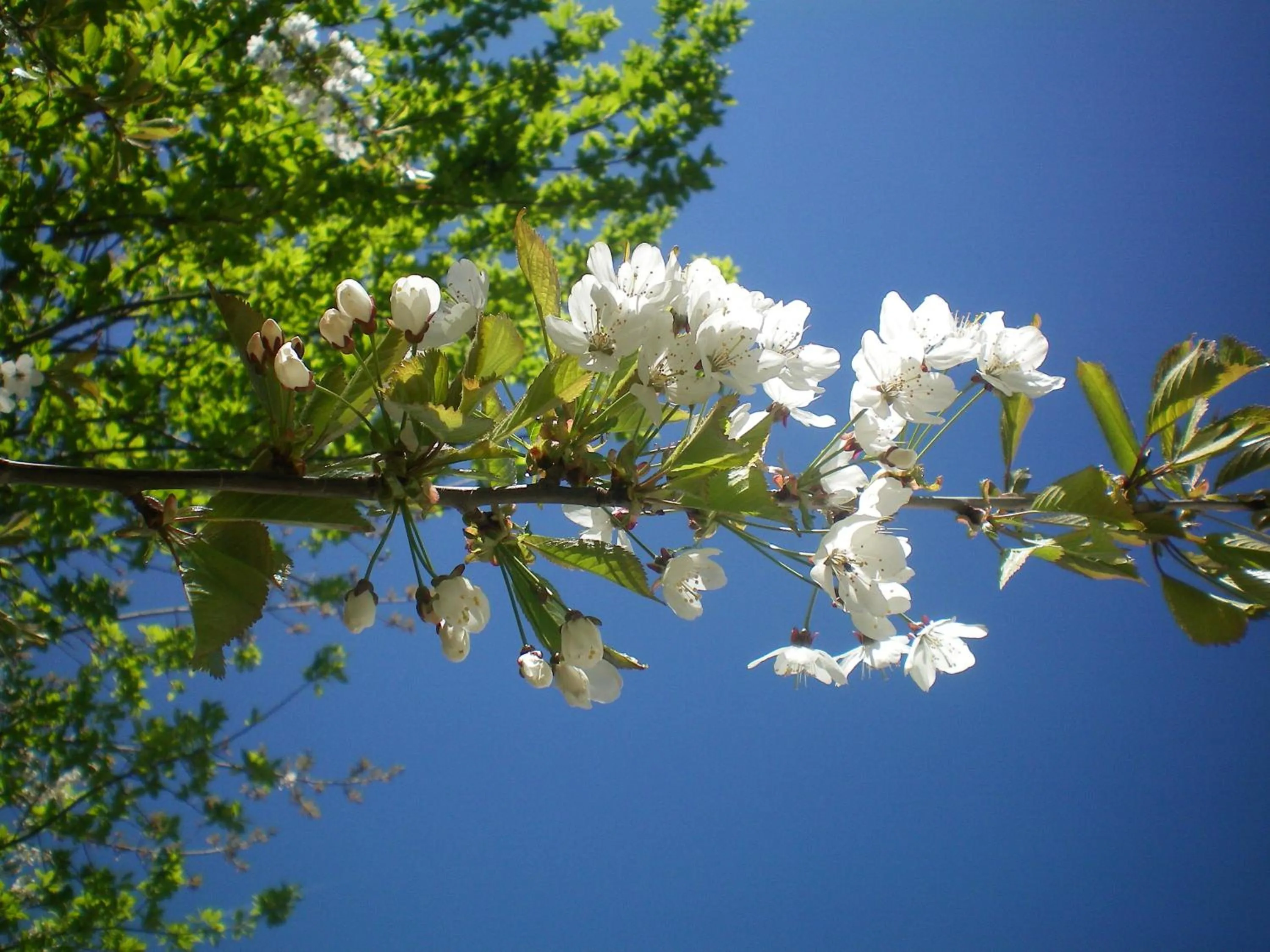 Spring in Villa Otto