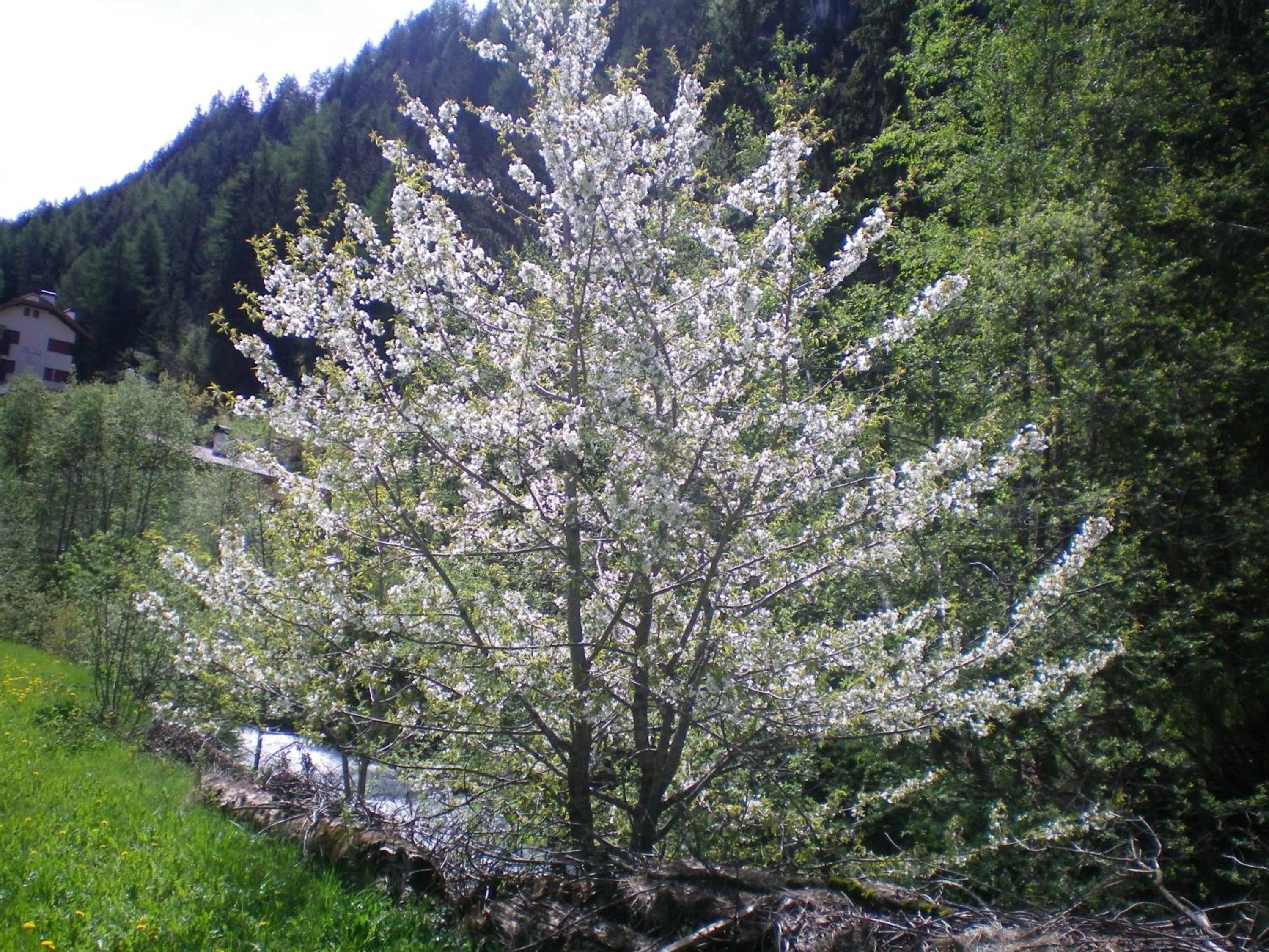 Spring in Villa Otto