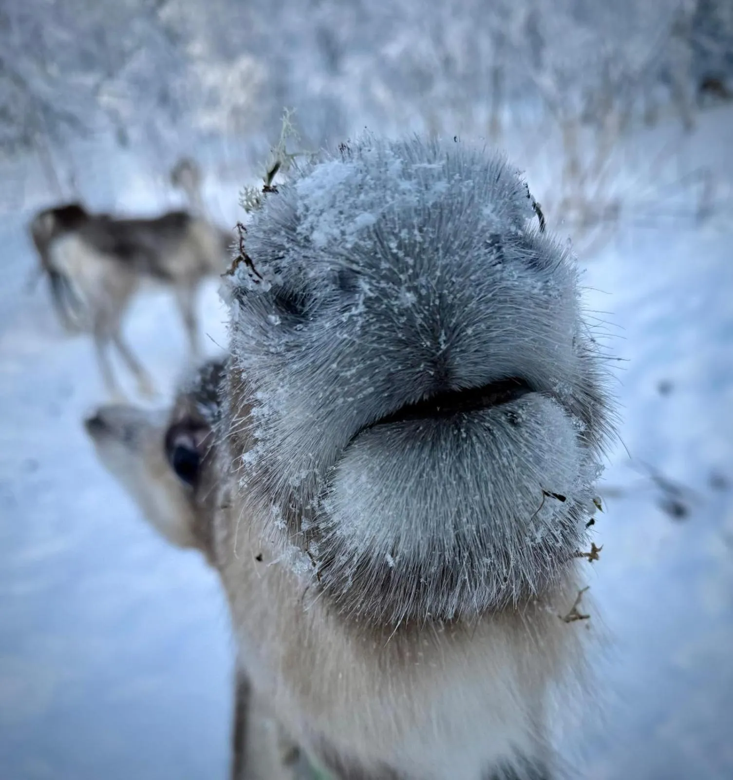 Winter in Hotel Metsähirvas