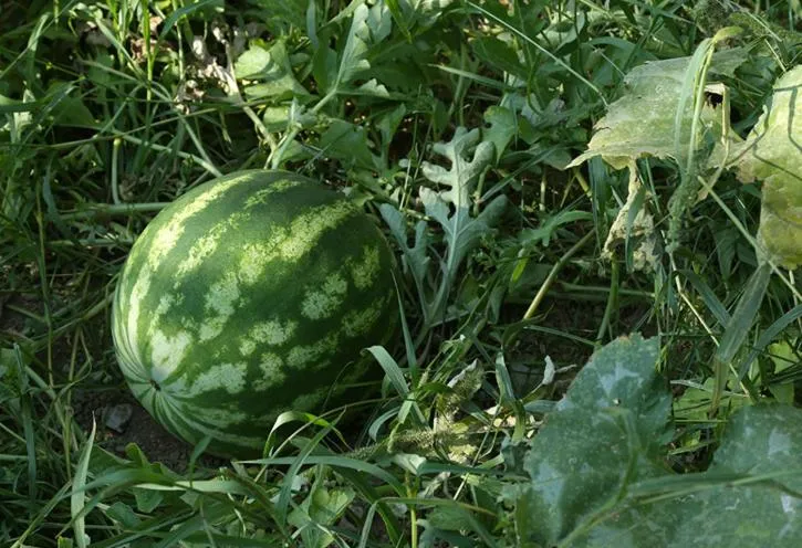 Garden in Colle dell'Ara
