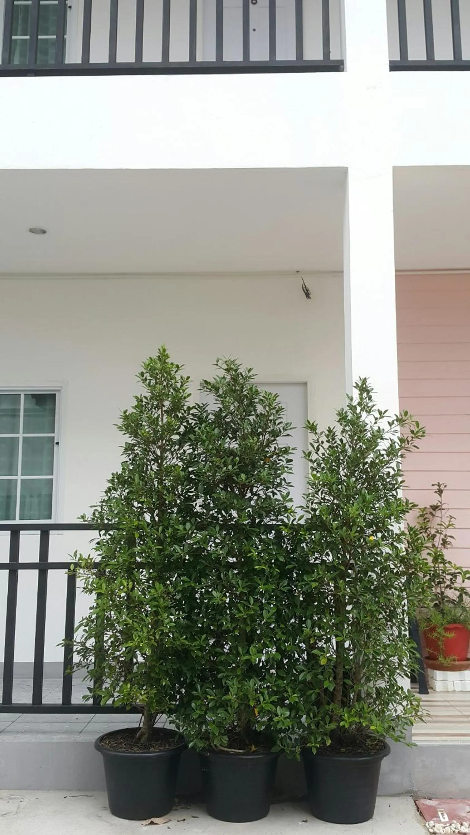 Property building in Patchy & PPraw Family