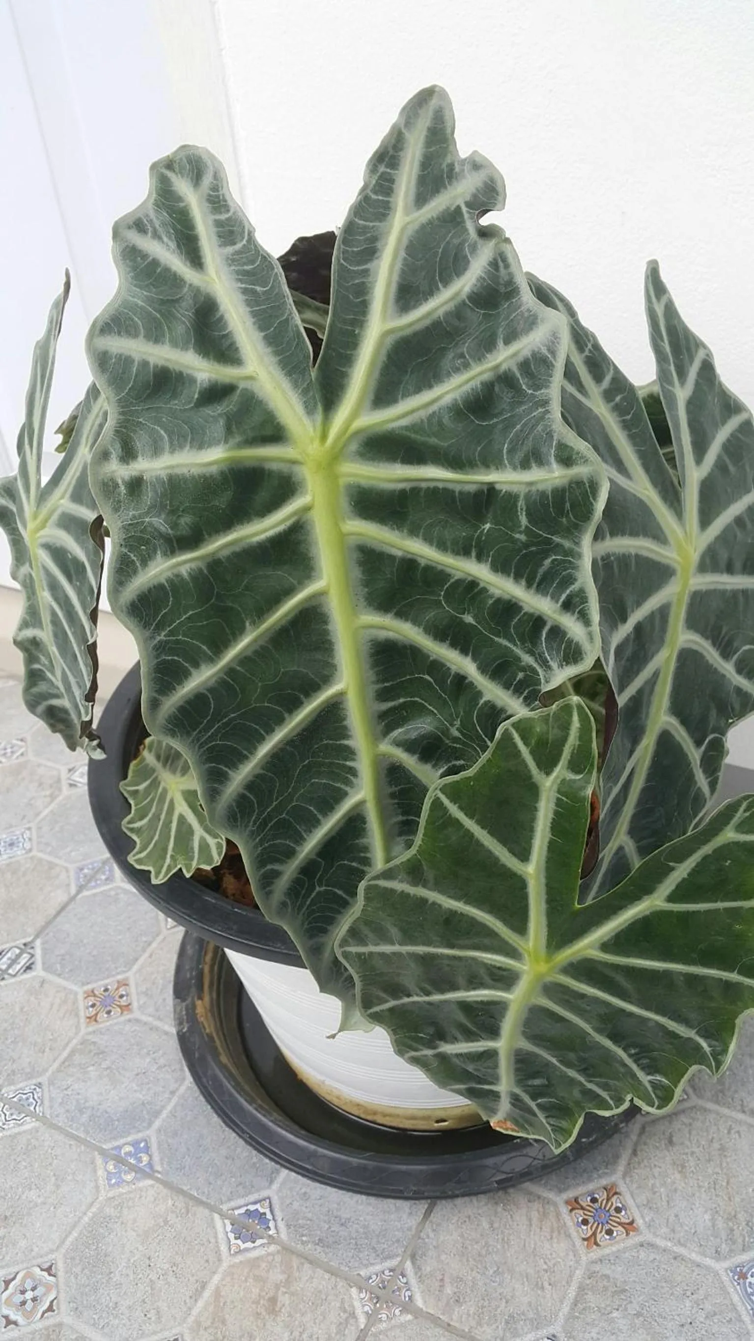 Patchy & PPraw Family