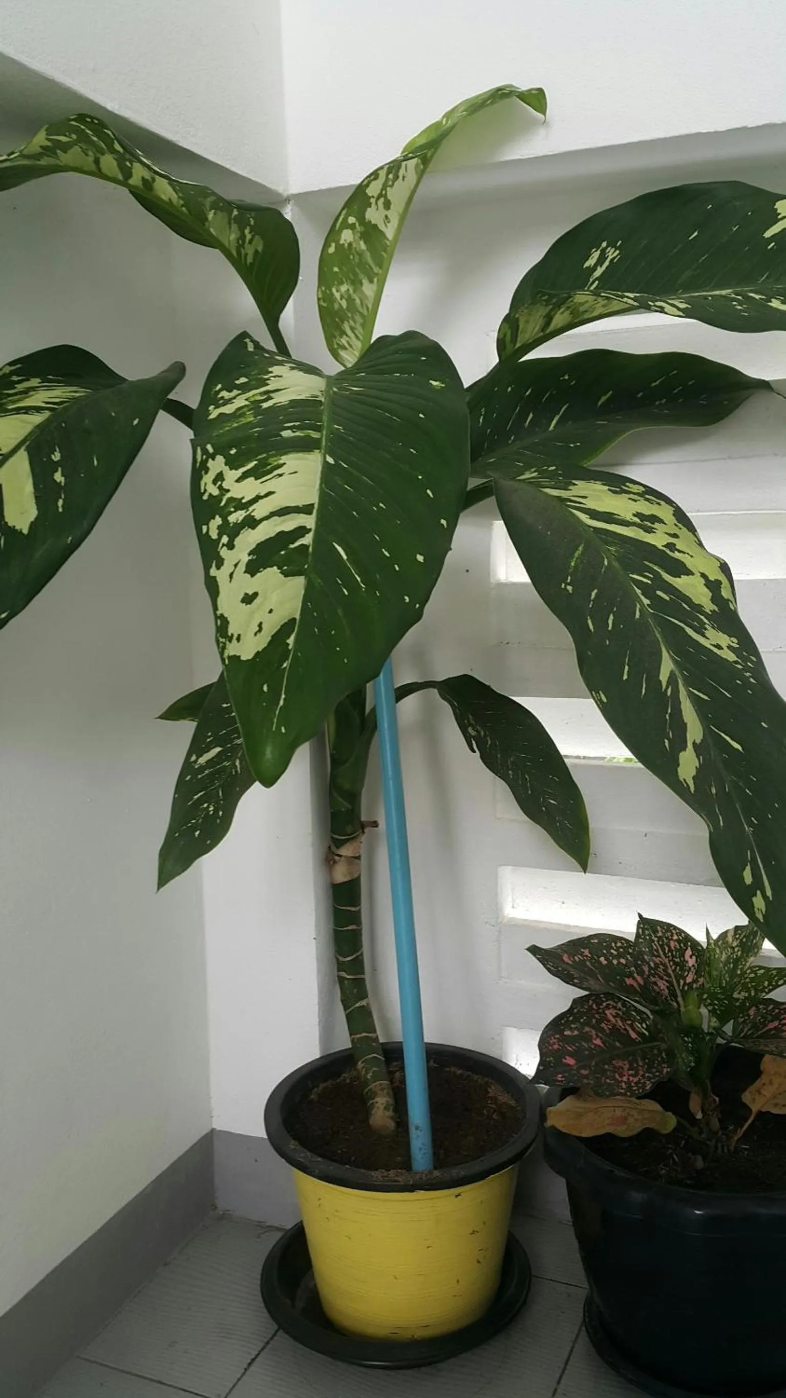 Property building in Patchy & PPraw Family