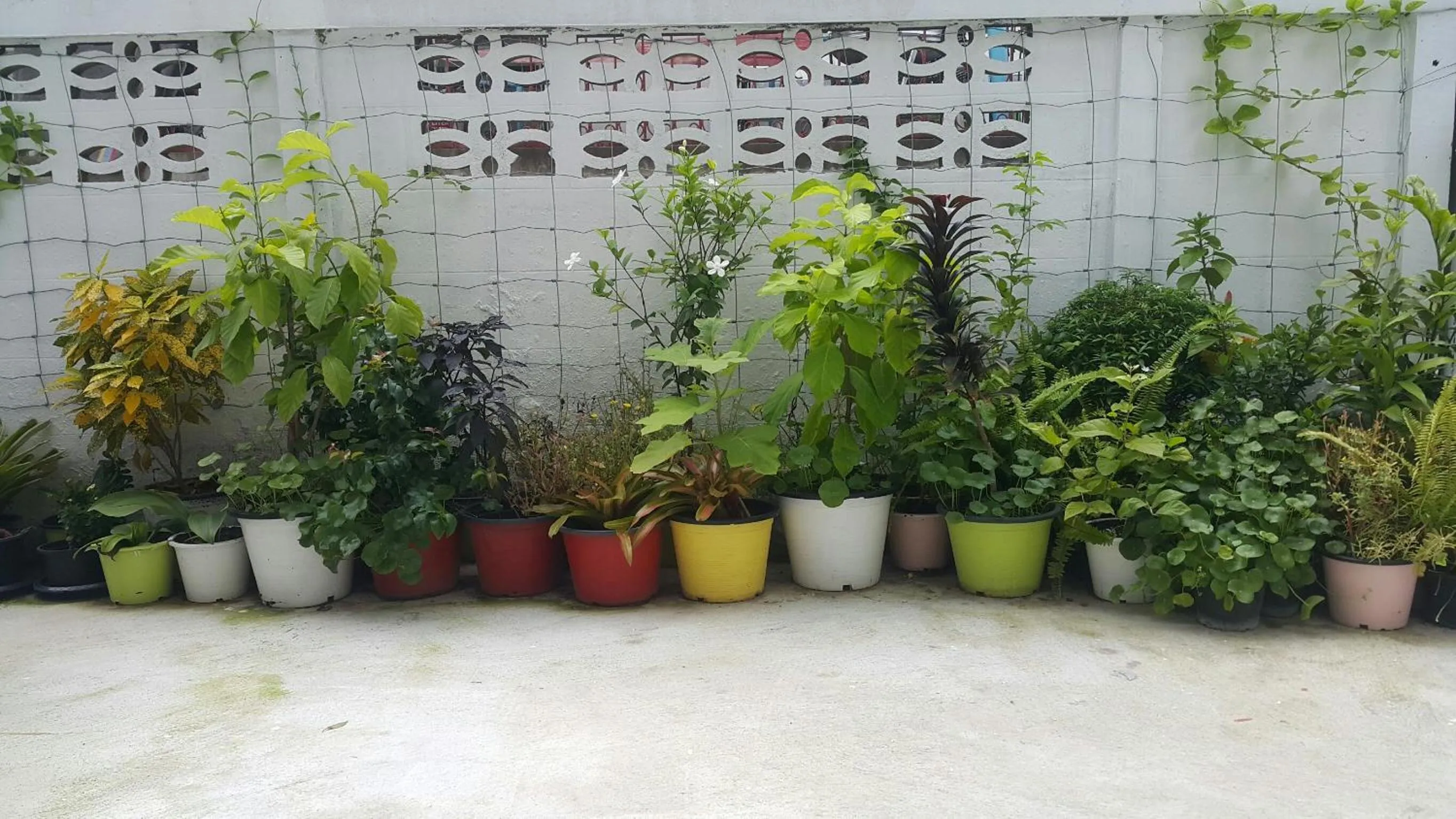 Property building in Patchy & PPraw Family