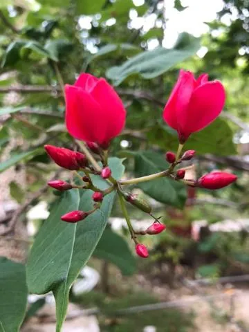 Garden in Santander Pebble Beach Resort