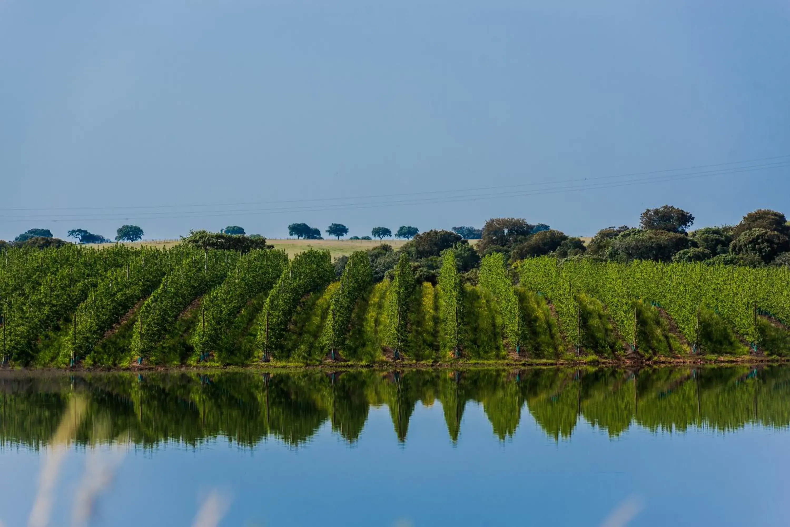 Lake view in Vila Gale Alentejo Vineyard - Clube de Campo Lake view in Vila Gale Alentejo Vineyard - Clube de Campo