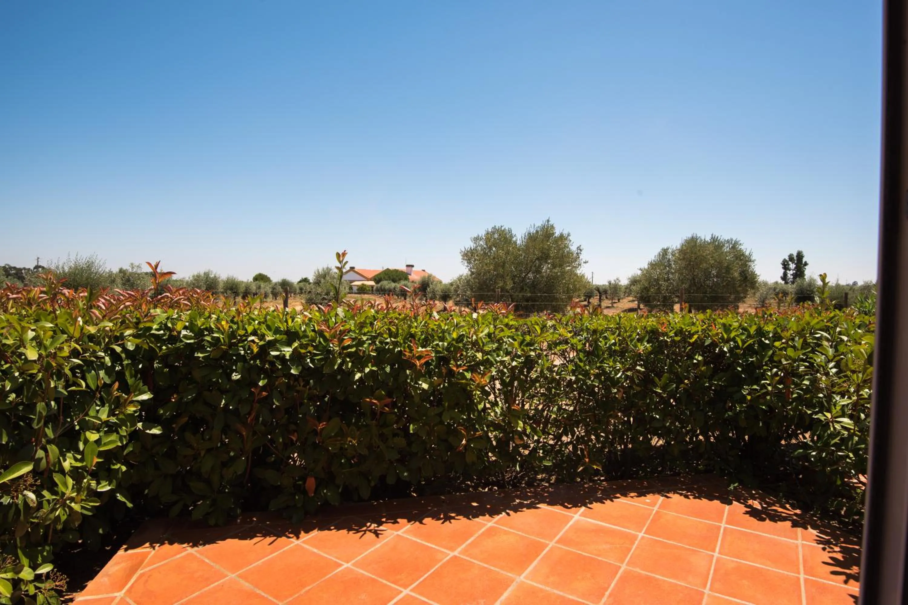 View (from property/room) in Vila Gale Alentejo Vineyard - Clube de Campo