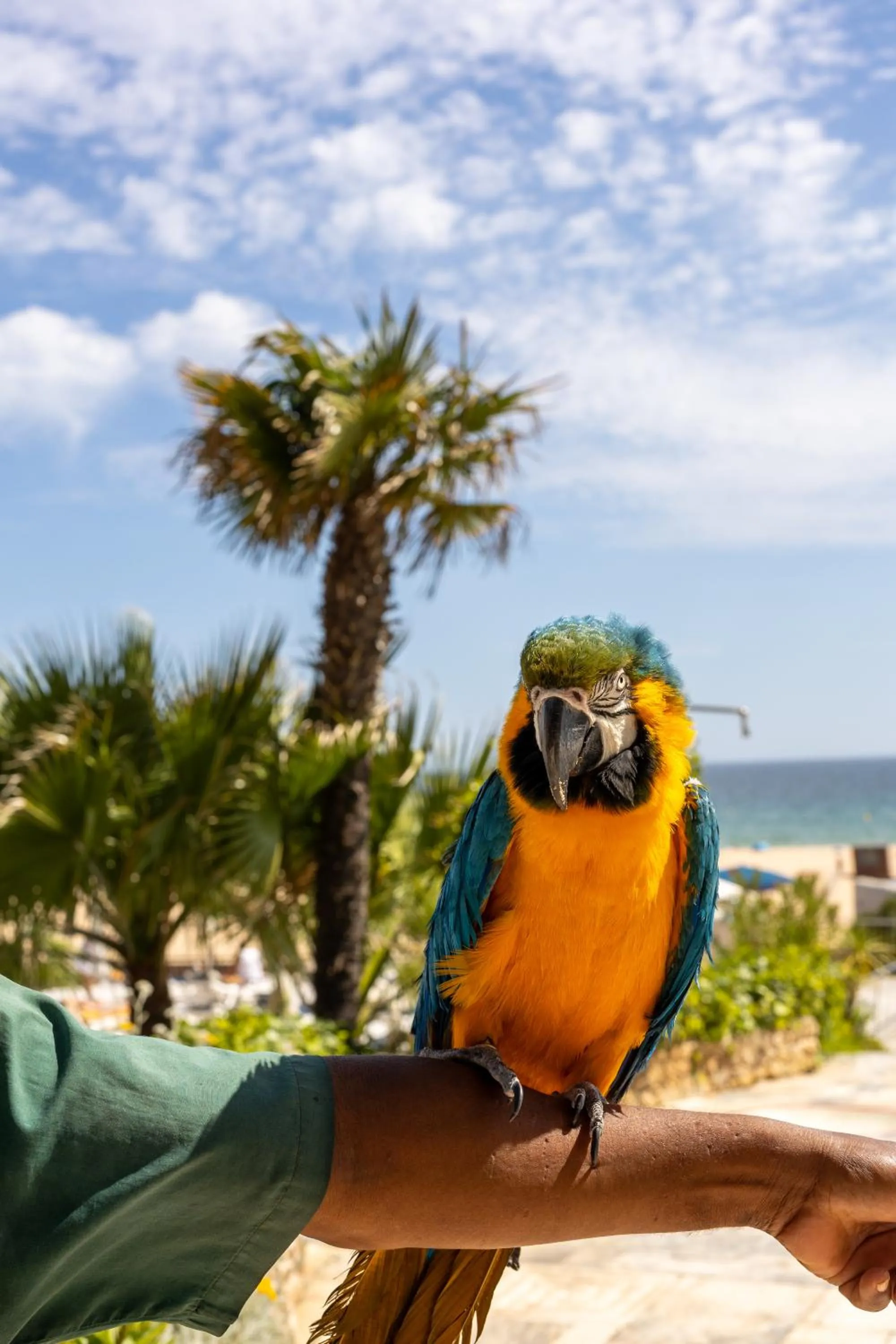 Animals in Algarve Casino Hotel
