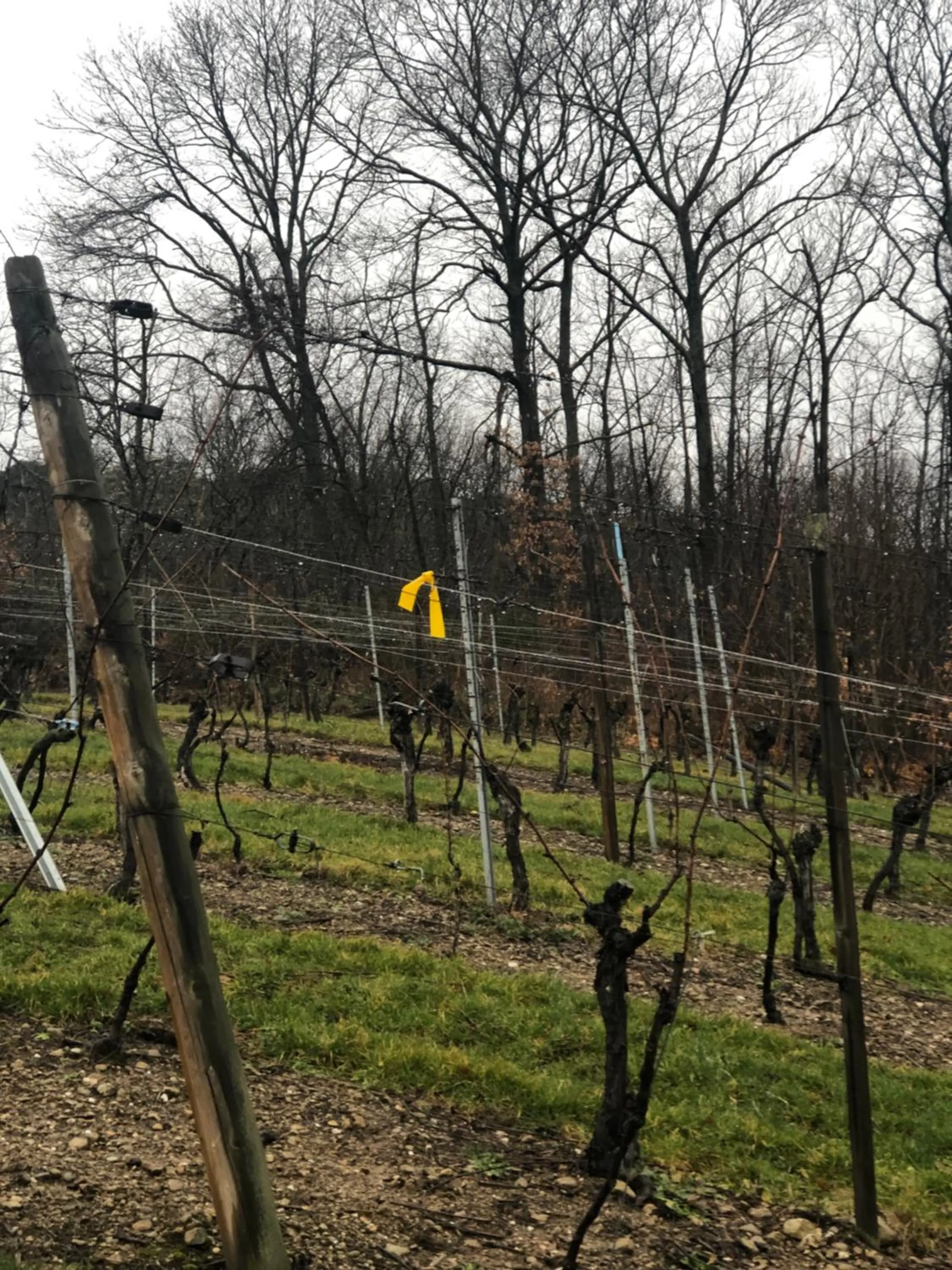 La Maison de juliette