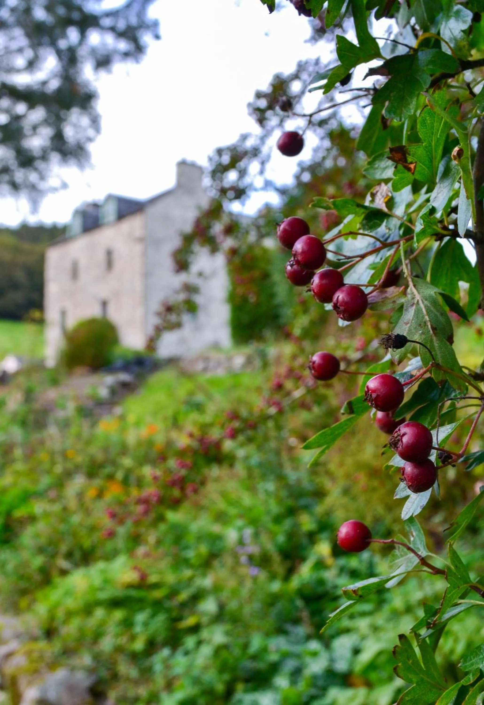 Garden in The Lady Maxwell Room at Buittle Castle