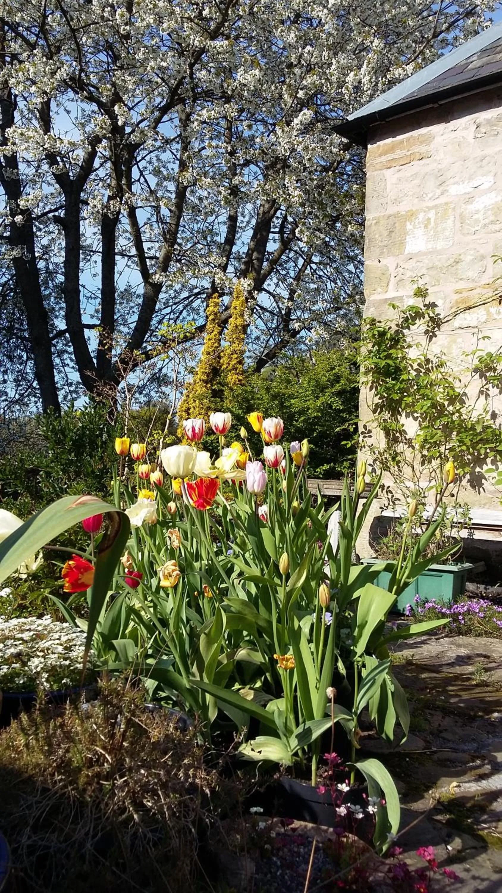 Garden in The Studio at Maspie House