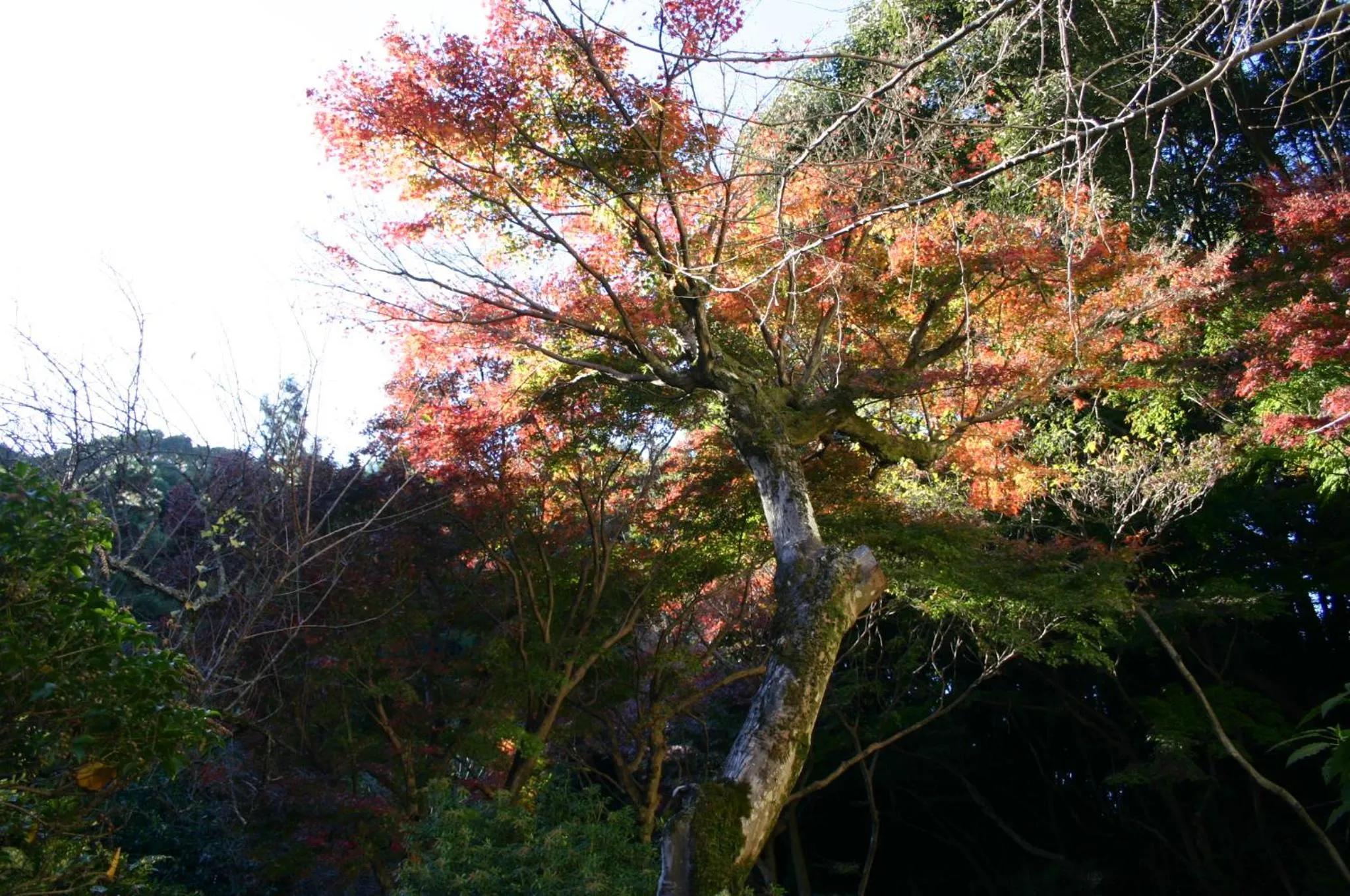 Izuajiro-onsen Shoufuen