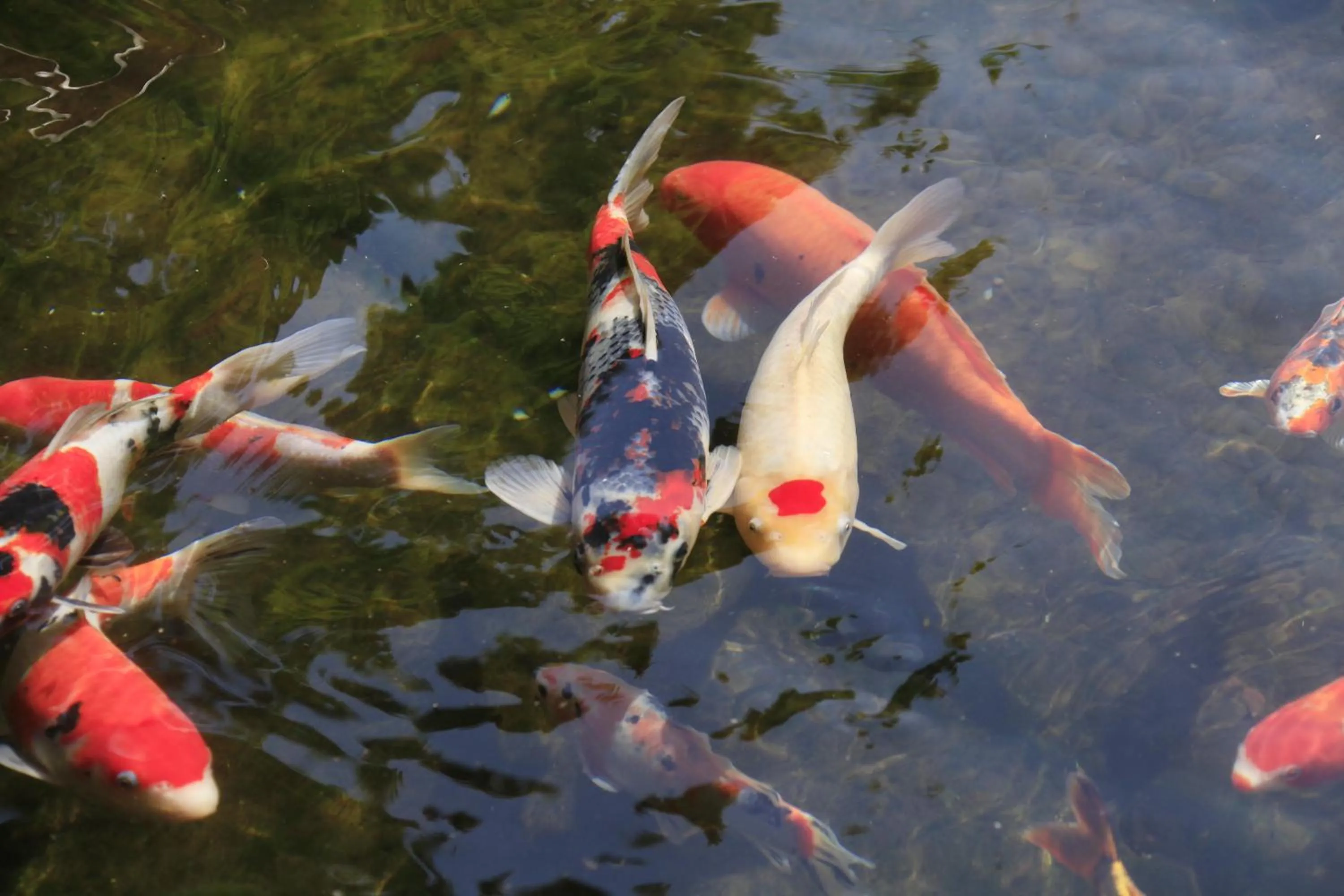 Izuajiro-onsen Shoufuen