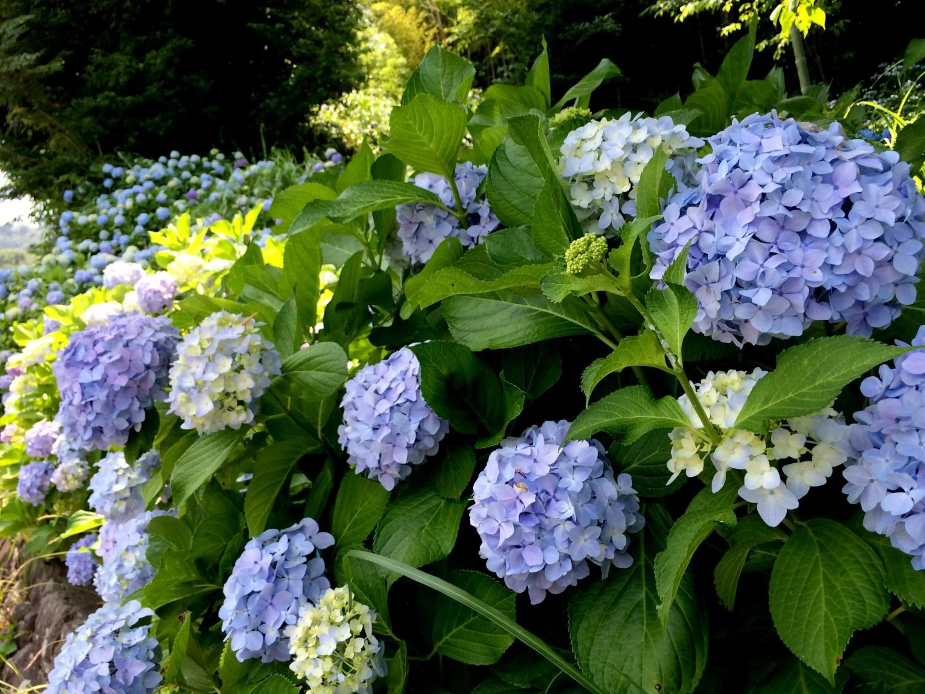 Other in Izuajiro-onsen Shoufuen