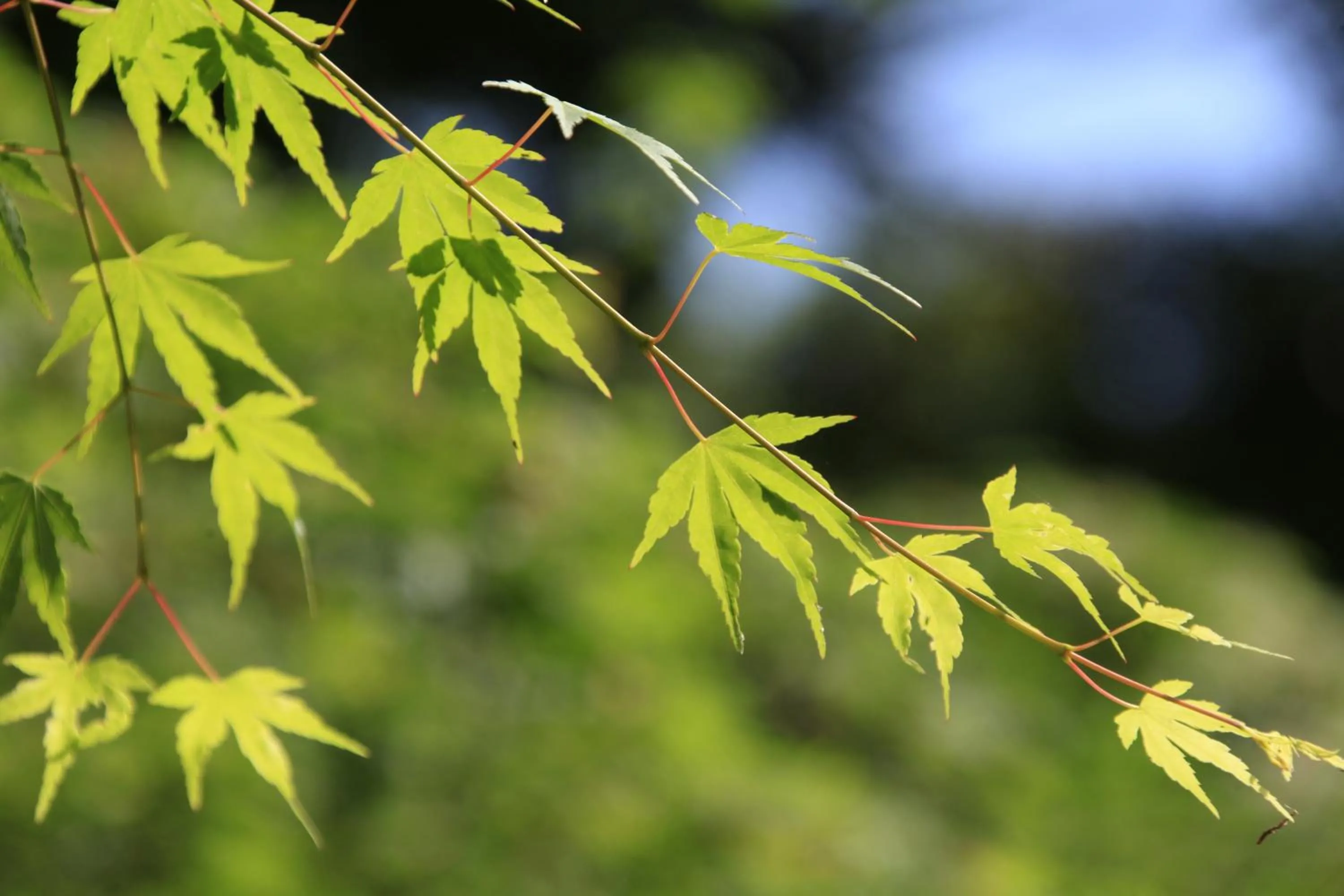 Izuajiro-onsen Shoufuen