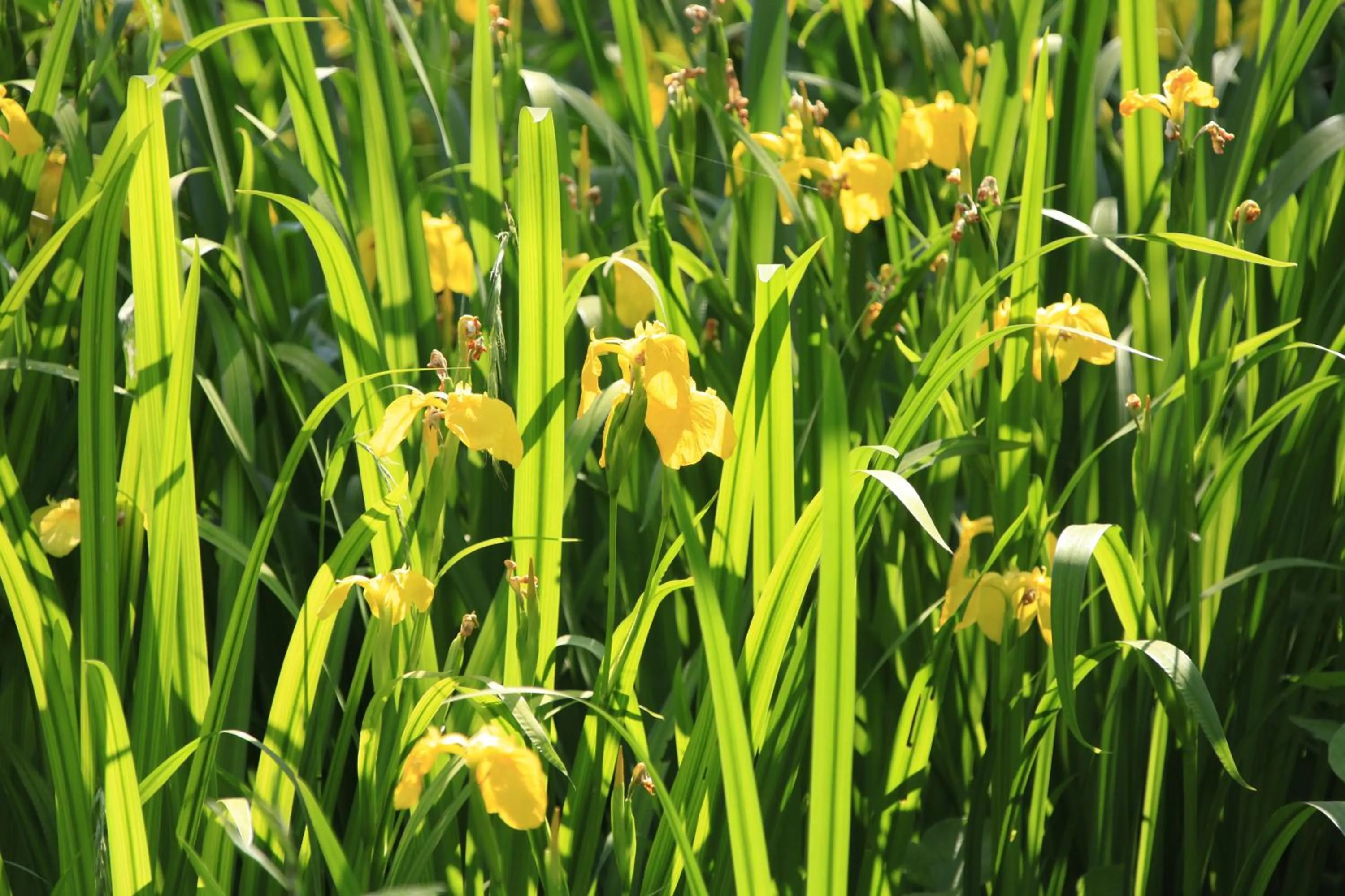 Izuajiro-onsen Shoufuen