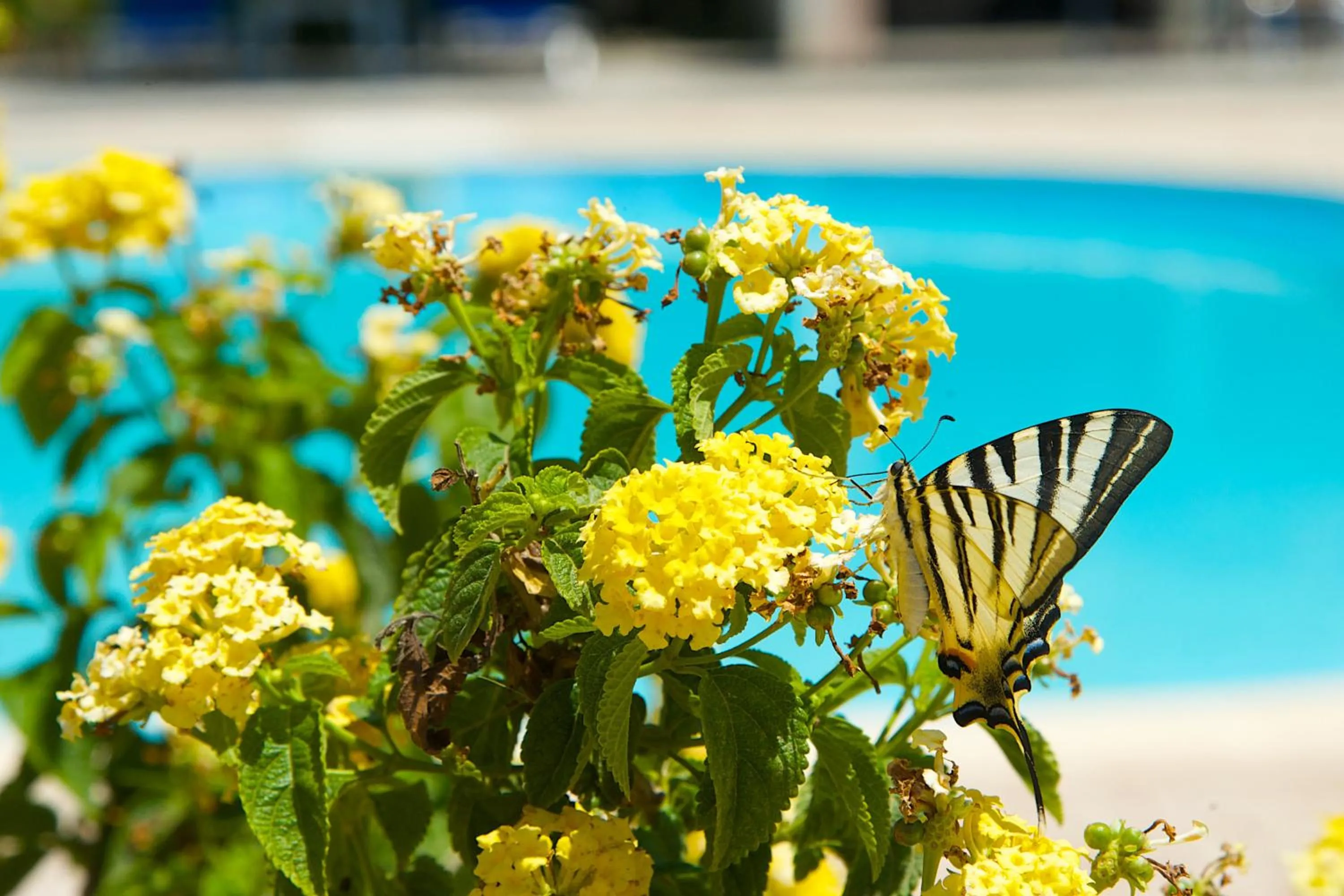 Facade/entrance in Nikos Studios and Apartments