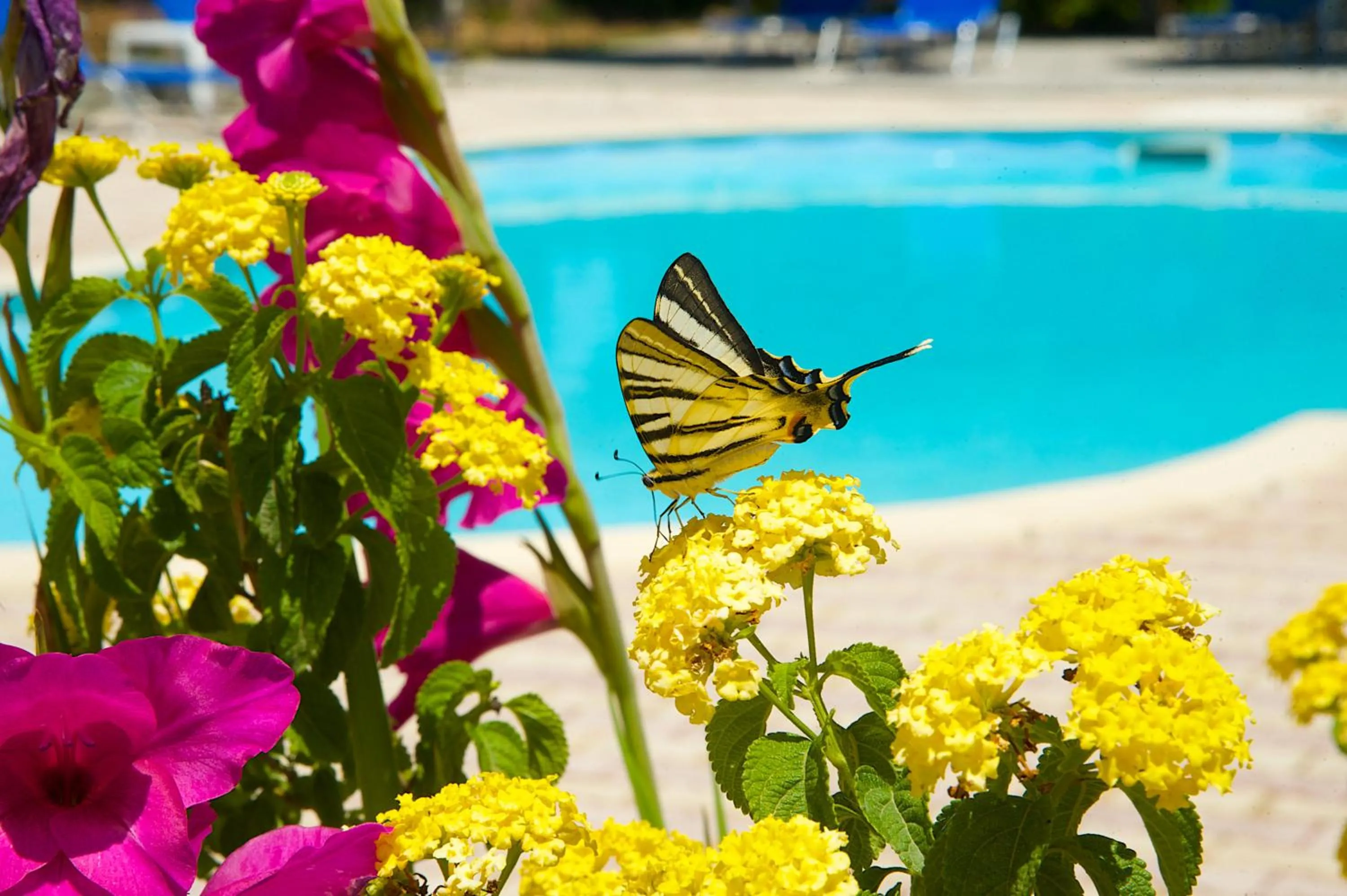 Swimming pool in Nikos Studios and Apartments