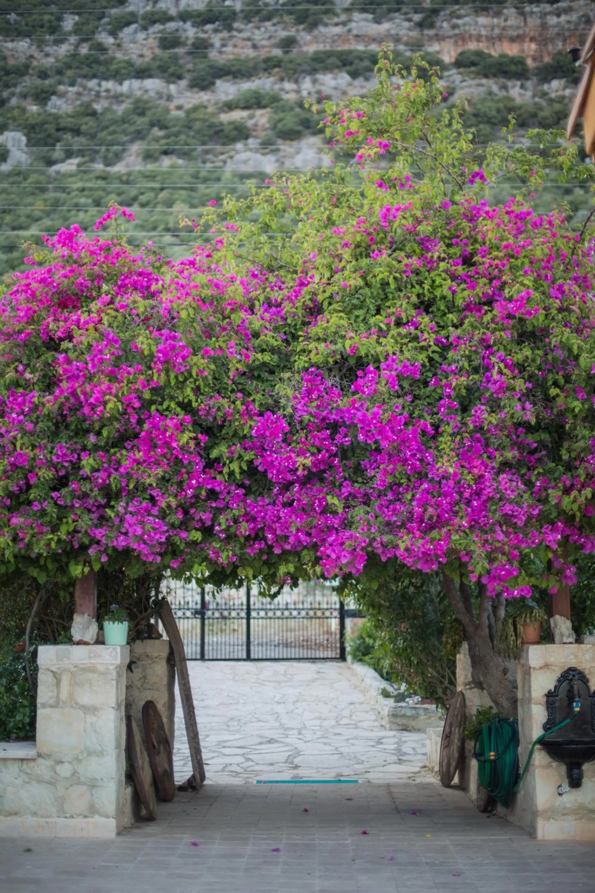 Garden in Likya Yolu Palas Hotel