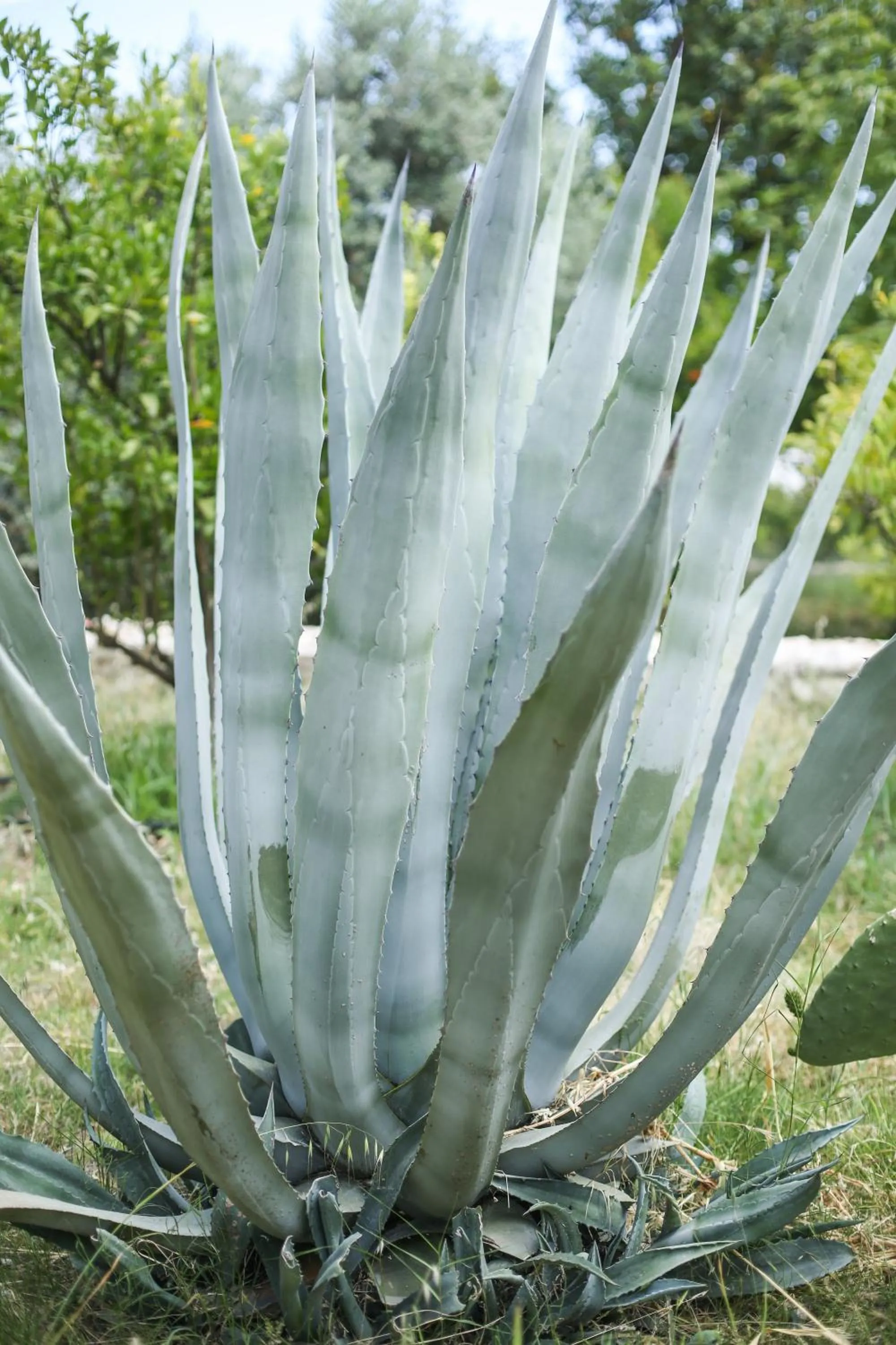 Likya Yolu Palas Hotel