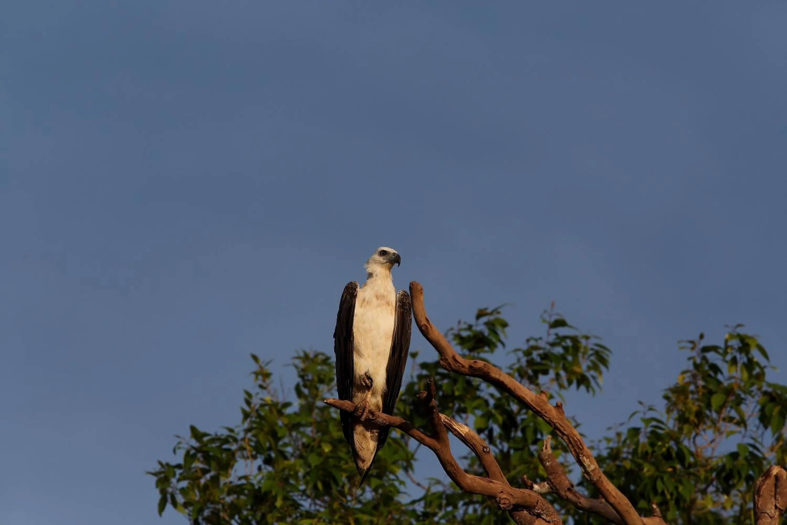 Animals in Dolphin Beach Resort