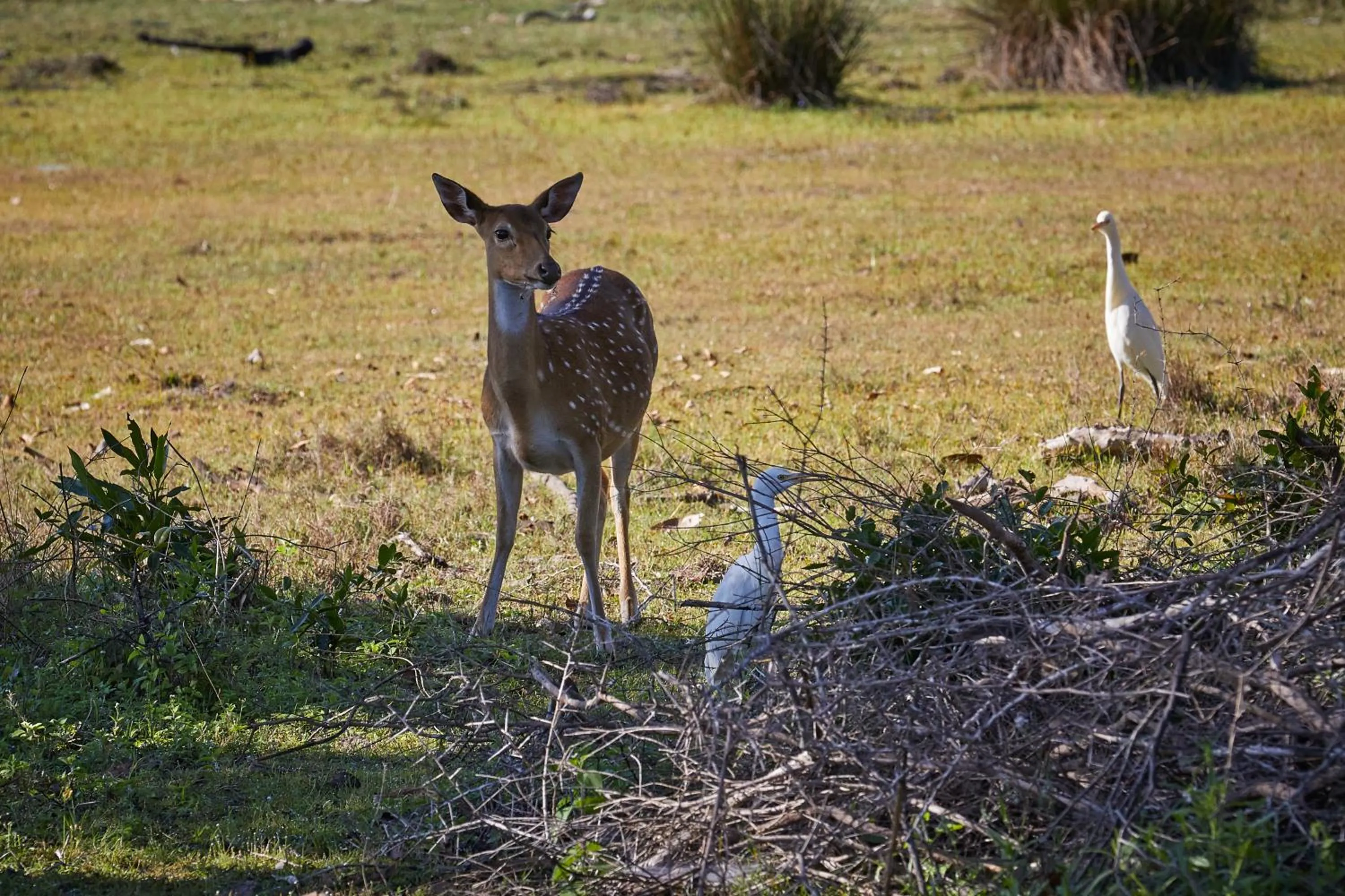 Animals in Dolphin Beach Resort