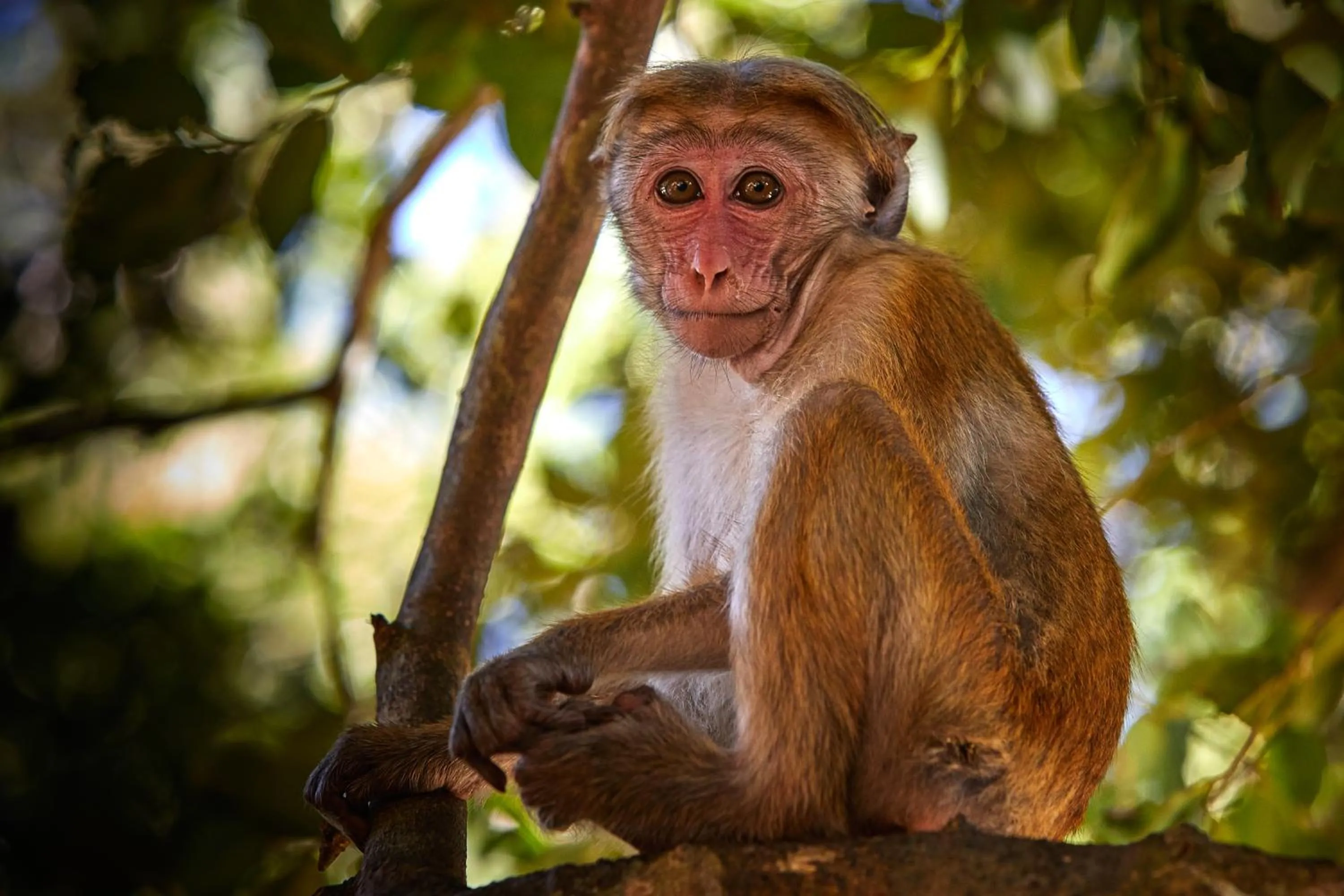 Animals in Dolphin Beach Resort
